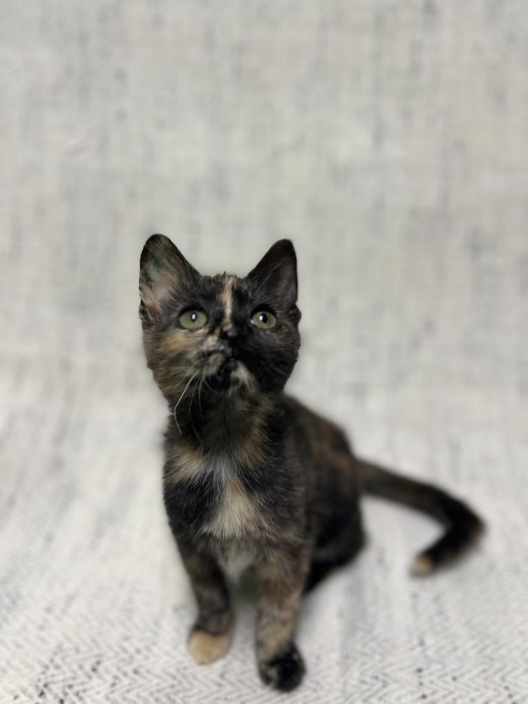 Jade, adopted, Young Female Domestic Short Hair.