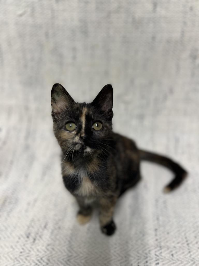 Jade, an adopted Domestic Short Hair in Jackson, MI image 3/3
