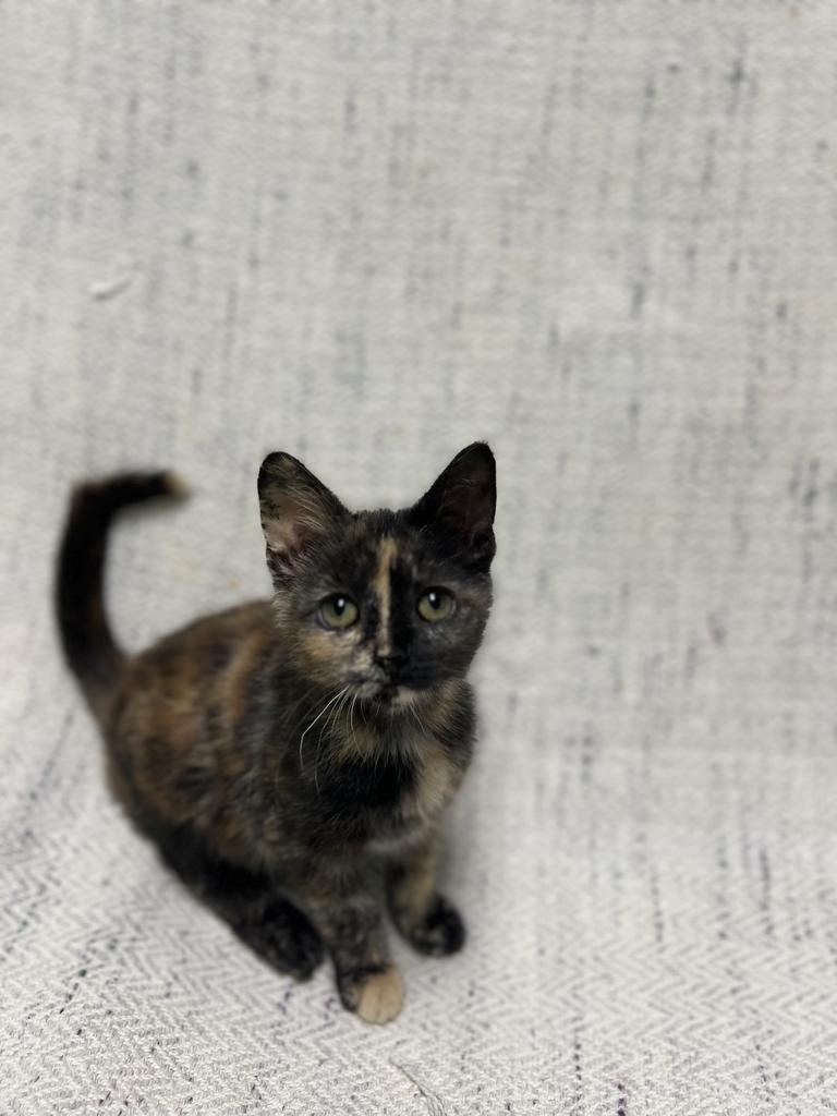 Jade, an adopted Domestic Short Hair in Jackson, MI image 2/3