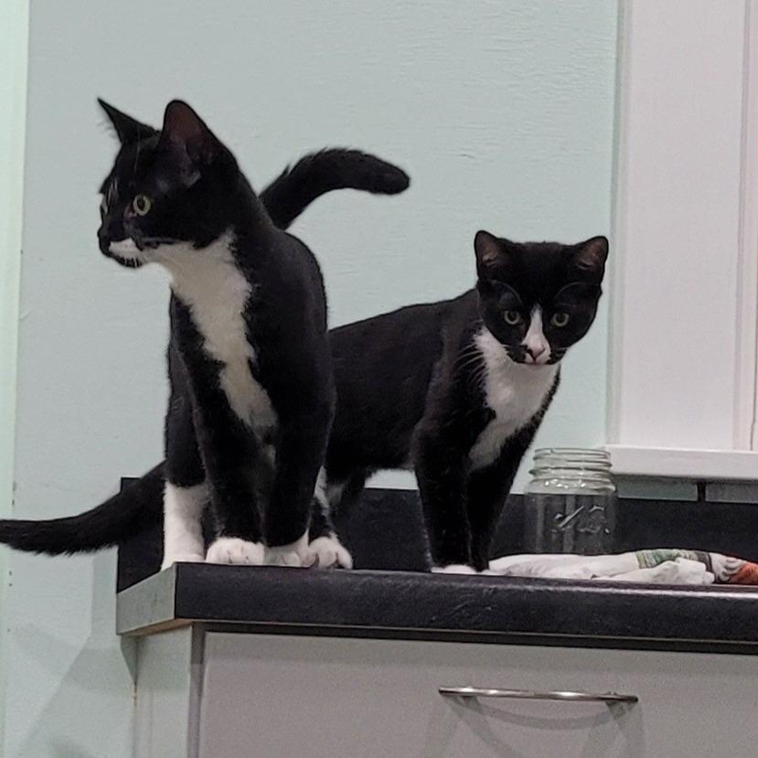 Enlarge Donut, a Adoptable Domestic Short Hair in Coos Bay, OR image 1/3