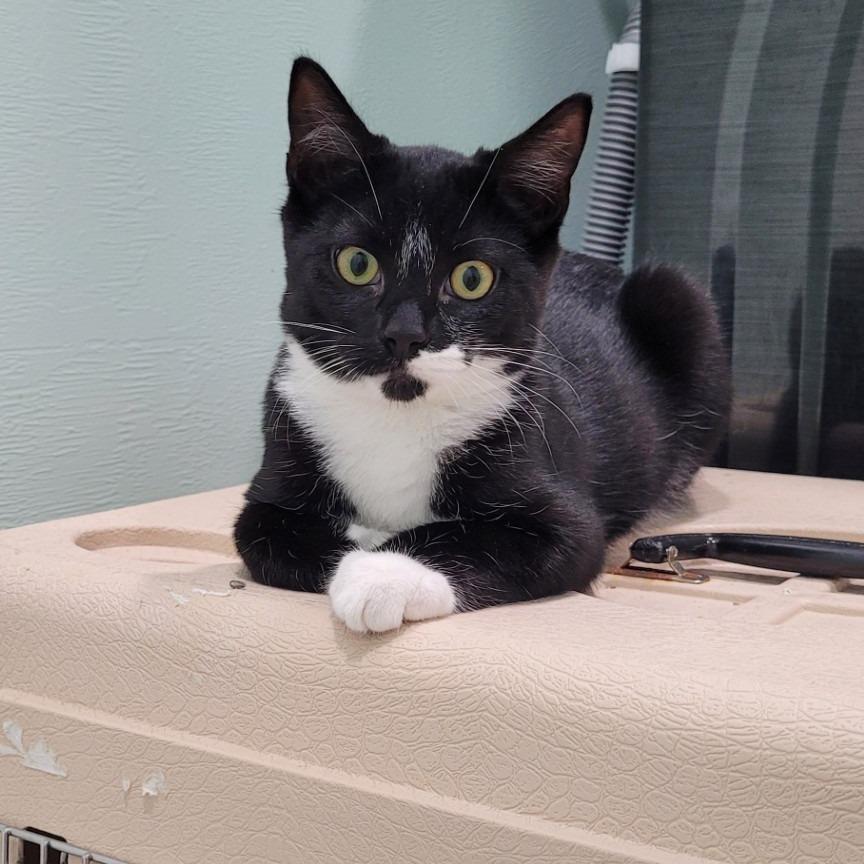 Enlarge Donut, a Adoptable Domestic Short Hair in Coos Bay, OR image 2/3