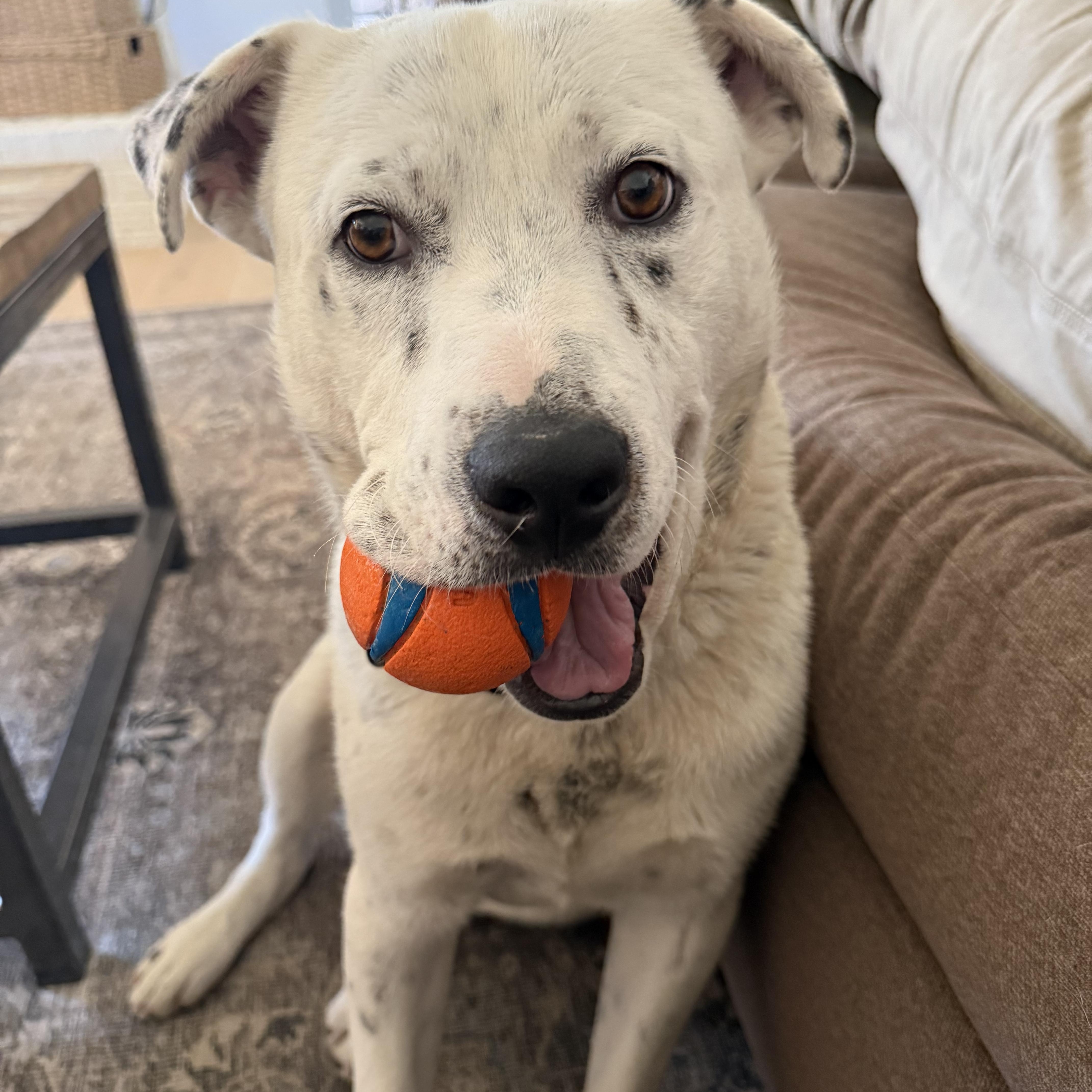 Enlarge Mr. Moo, a Adoptable Cattle Dog in Colorado Springs, CO image 2/6