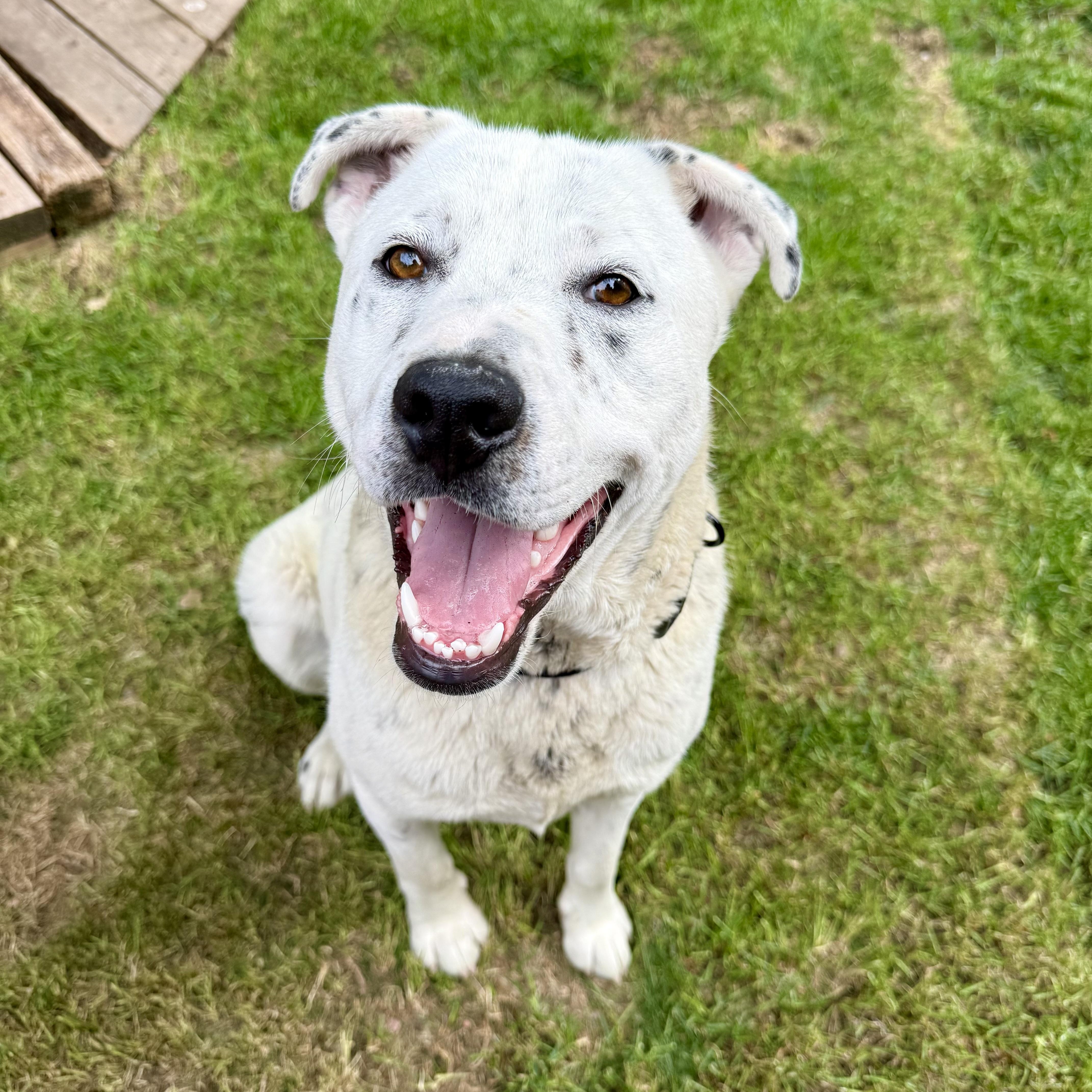 Mr. Moo, Adoptable, Young Male Cattle Dog.