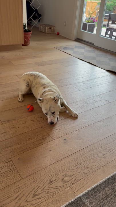 Enlarge Mr. Moo, a Adoptable Cattle Dog in Colorado Springs, CO video 6/6