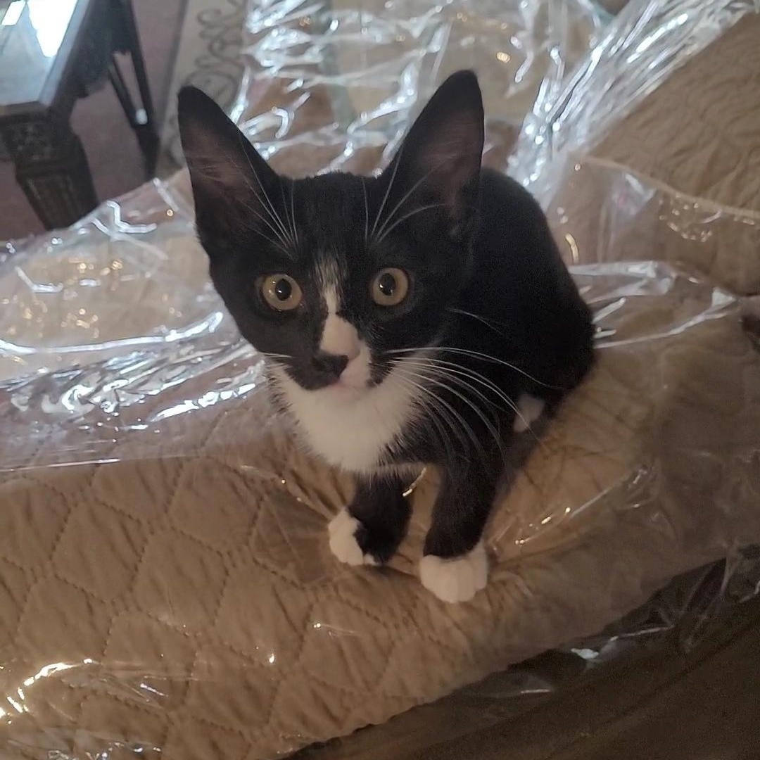 MEENY, ADOPTABLE, Kitten Male Tuxedo & Domestic Short Hair.