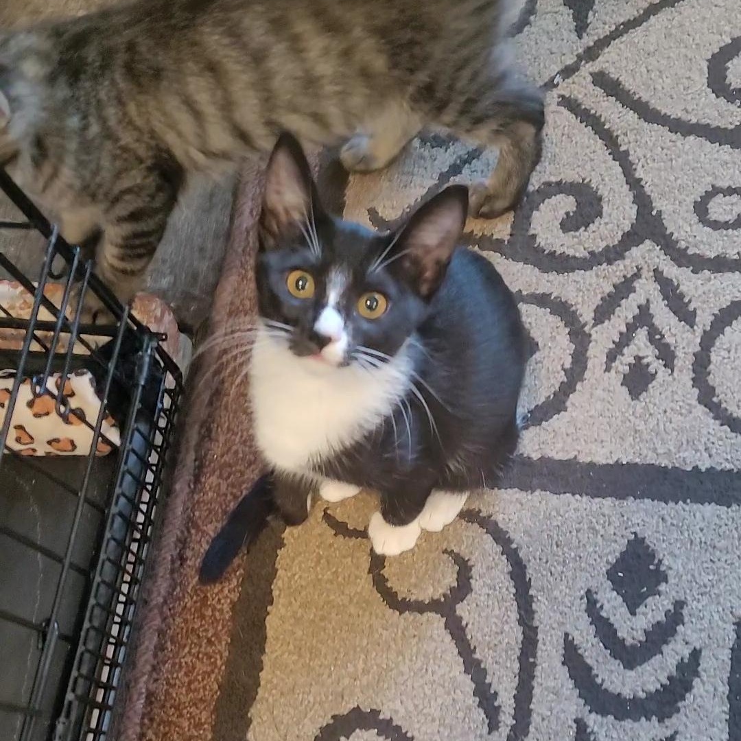 Enlarge MEENY, a ADOPTABLE mixed breed in Escalon, CA image 5/6