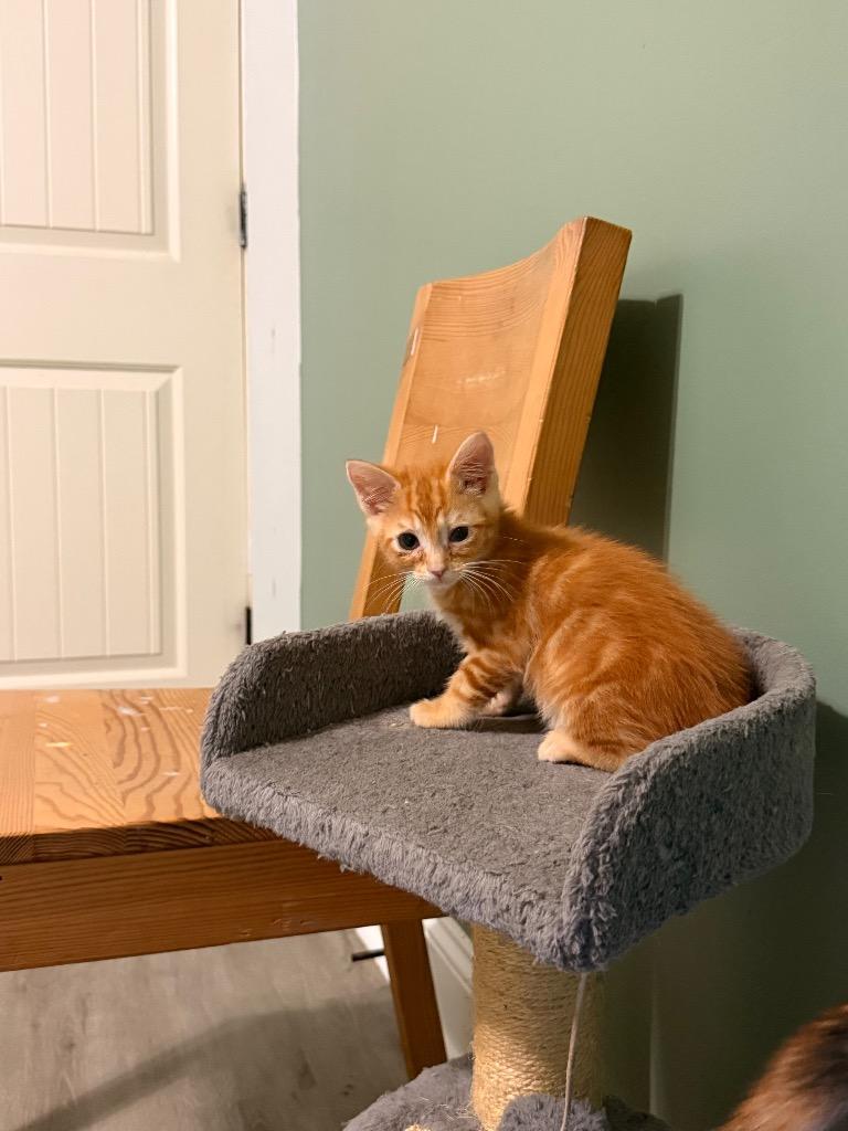 Cedric Siggory, Adoptable, Kitten Male Domestic Short Hair.