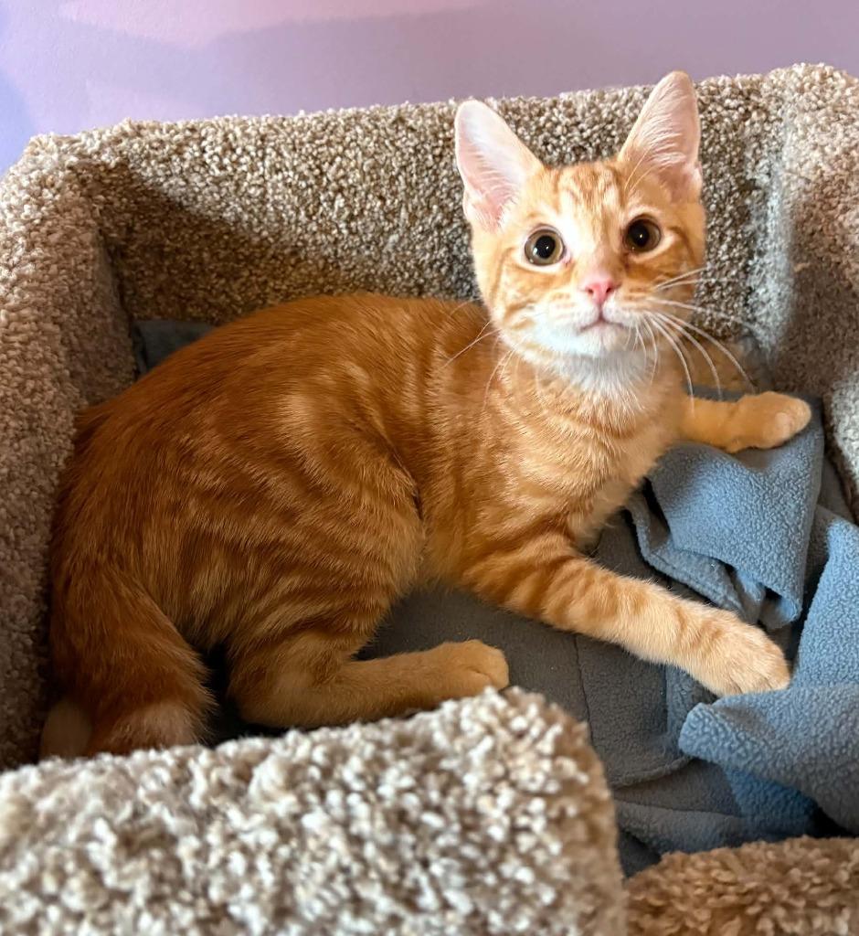 Enlarge Cedric Siggory, a Adoptable mixed breed in Newnan, GA image 2/3