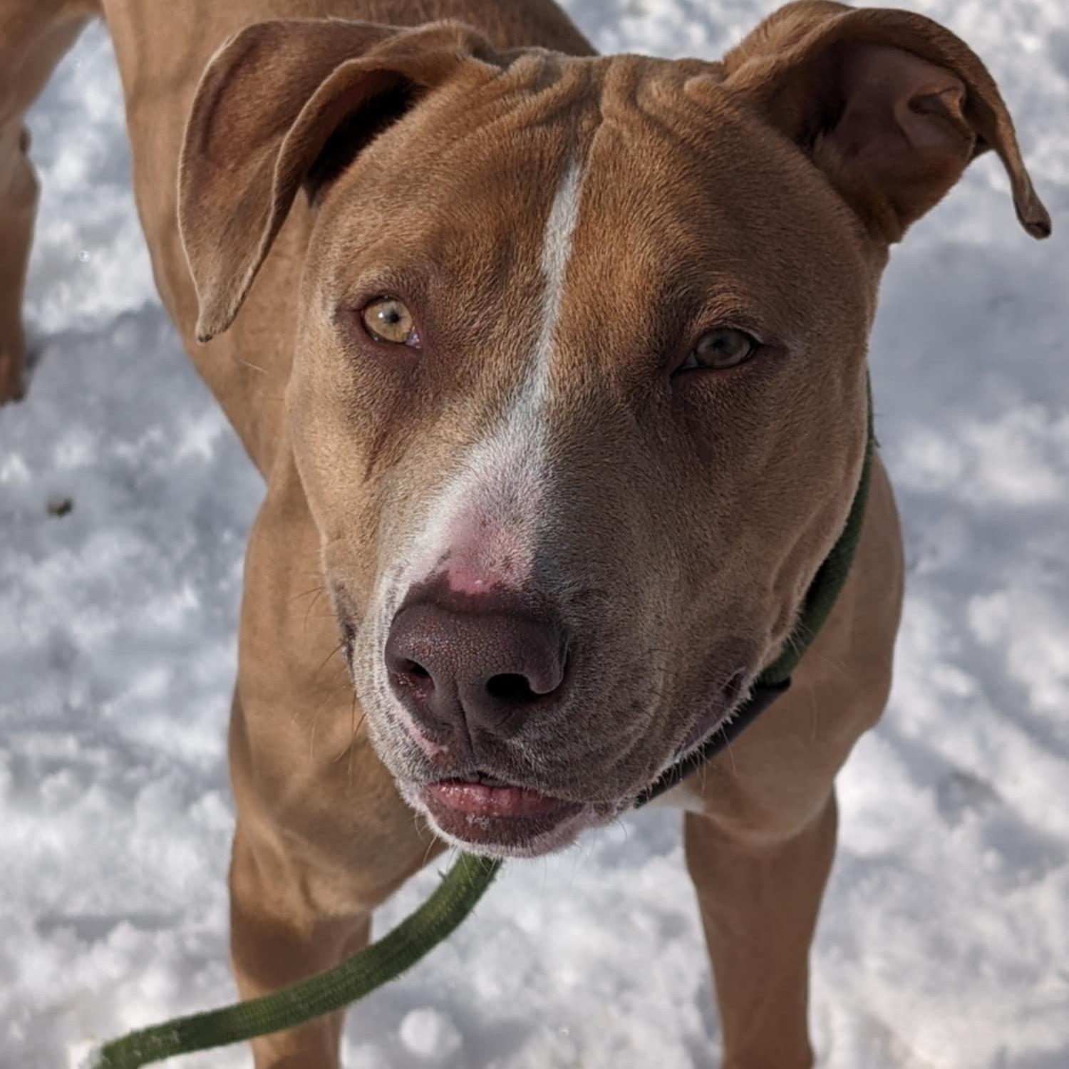 Rio, a Adoptable Mixed Breed in Warren, OH image 2/2