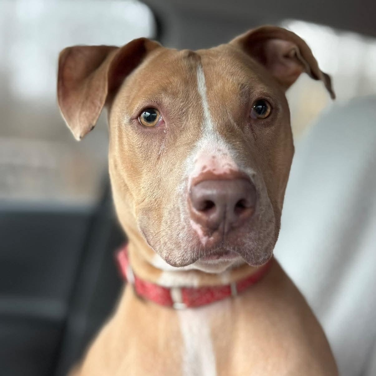 Enlarge Rio, a Adoptable Mixed Breed in Warren, OH image 1/3