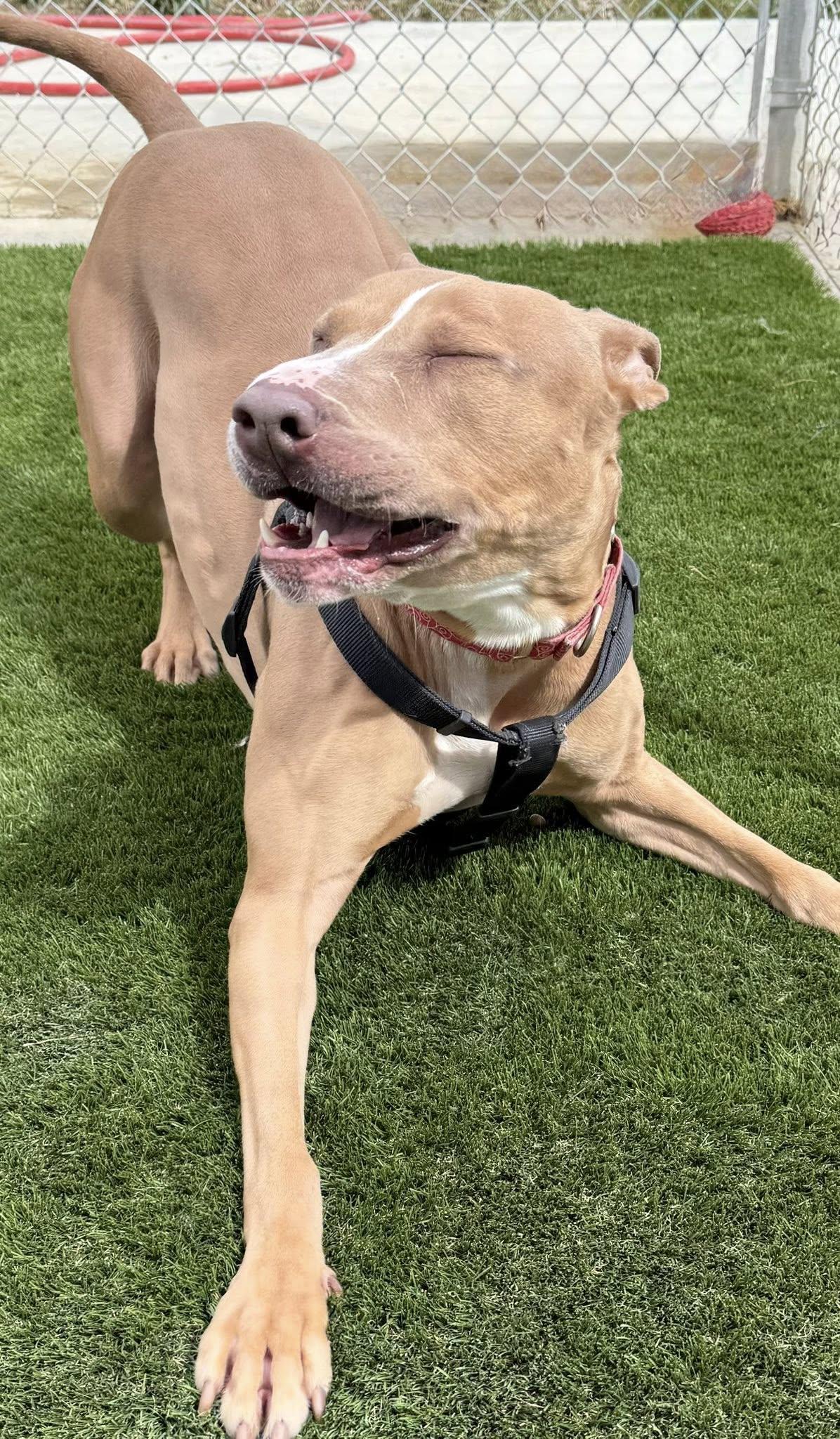 Enlarge Rio, a Adoptable Mixed Breed in Warren, OH image 3/3