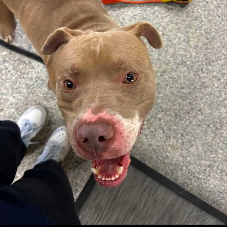 Rio, Adoptable, Young Male Mixed Breed.