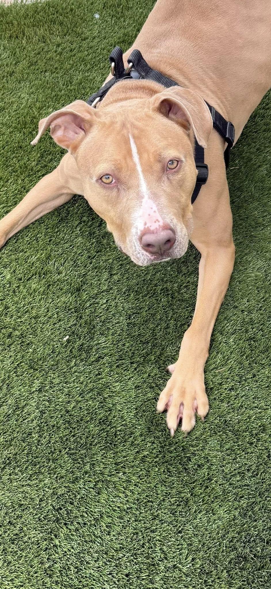 Enlarge Rio, a Adoptable Mixed Breed in Warren, OH image 2/3