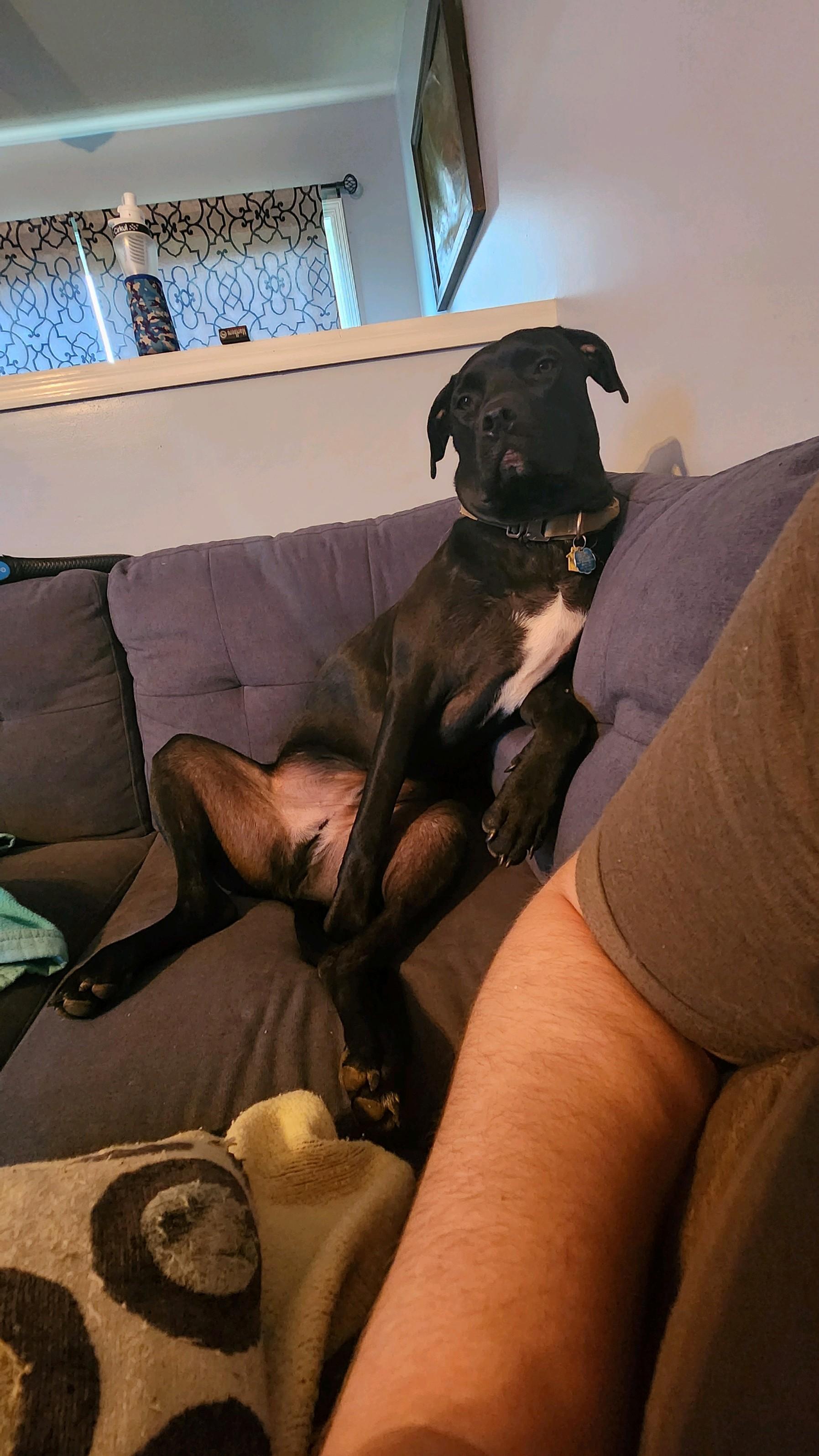 Roman, Adopted, Young Male Great Dane & Black Labrador Retriever.