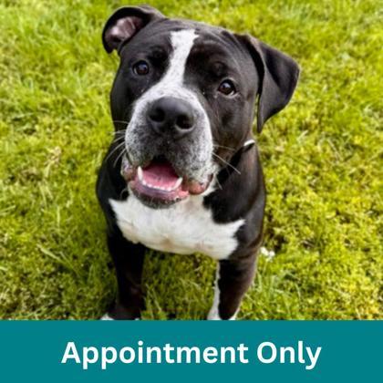 Fritz, a Adoptable mixed breed in Dubuque, IA image 1/2