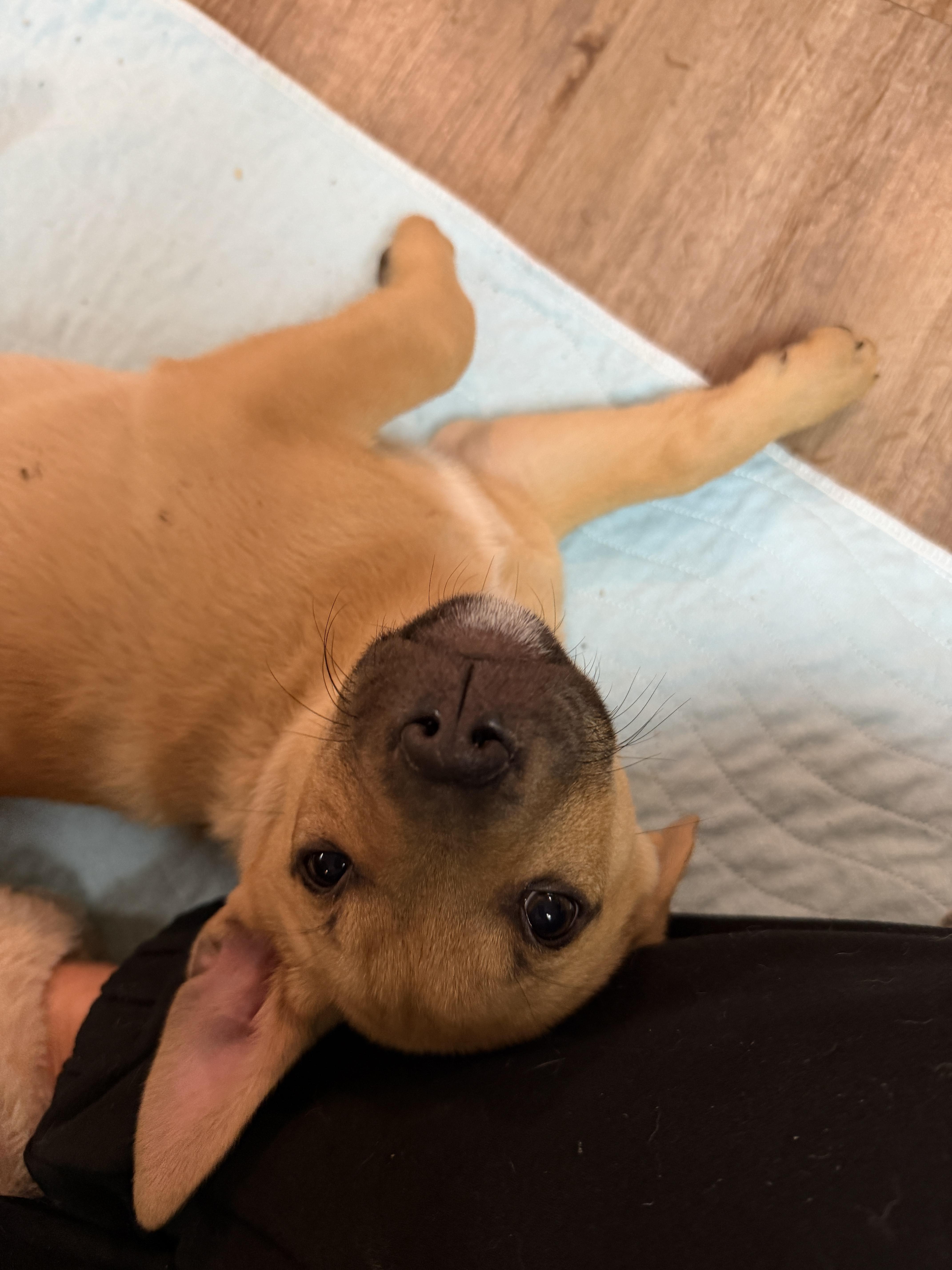 Enlarge Evergreen , a Adoptable mixed breed in Garden City, MI image 2/4