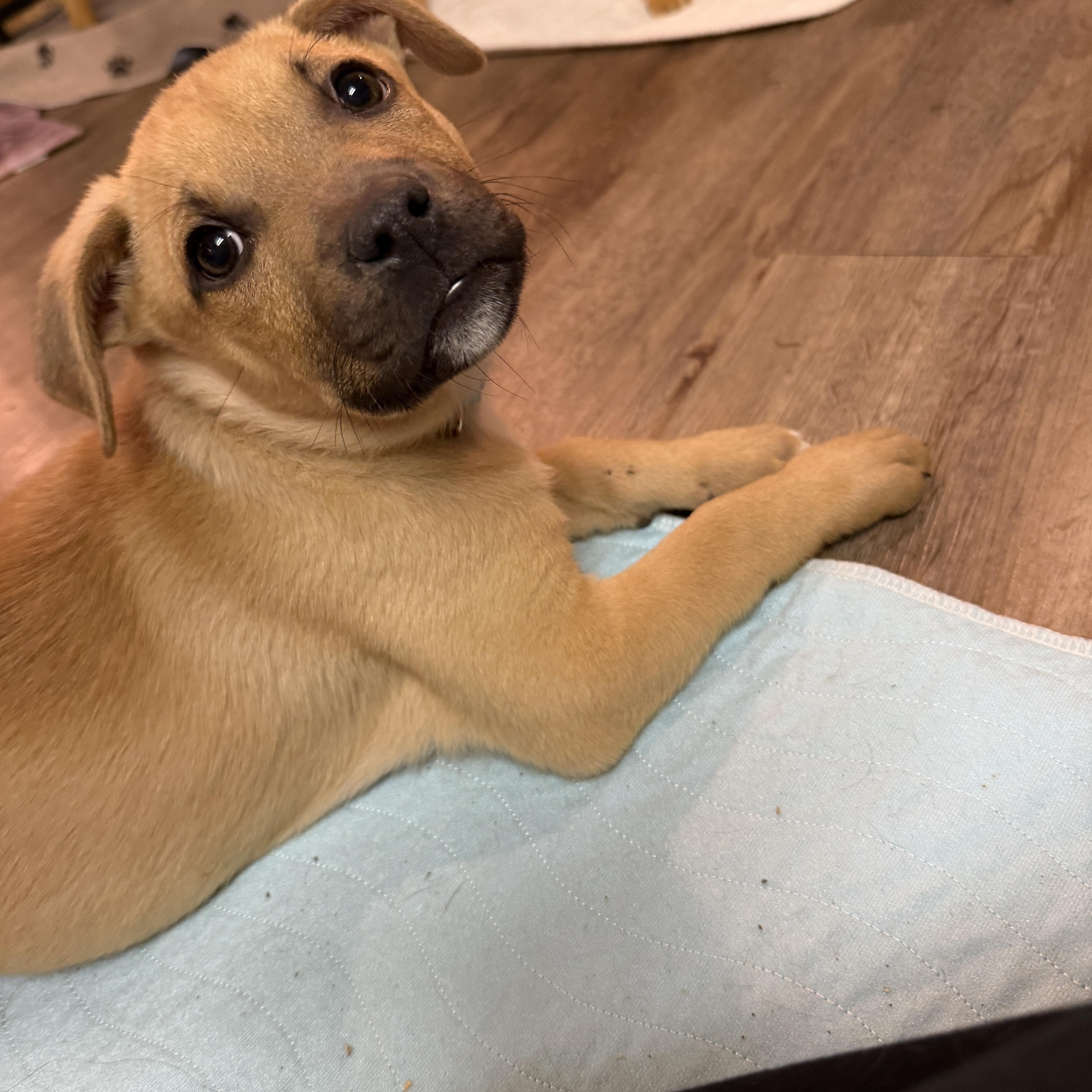 Evergreen , Adoptable, Puppy Male German Shepherd Dog.