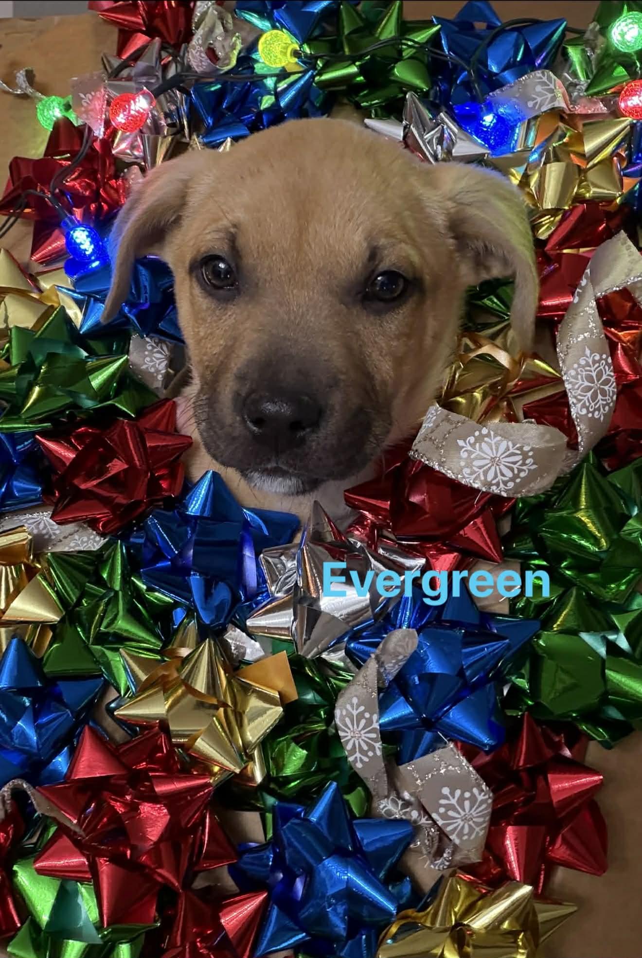 Enlarge Evergreen , a Adoptable mixed breed in Garden City, MI image 3/4
