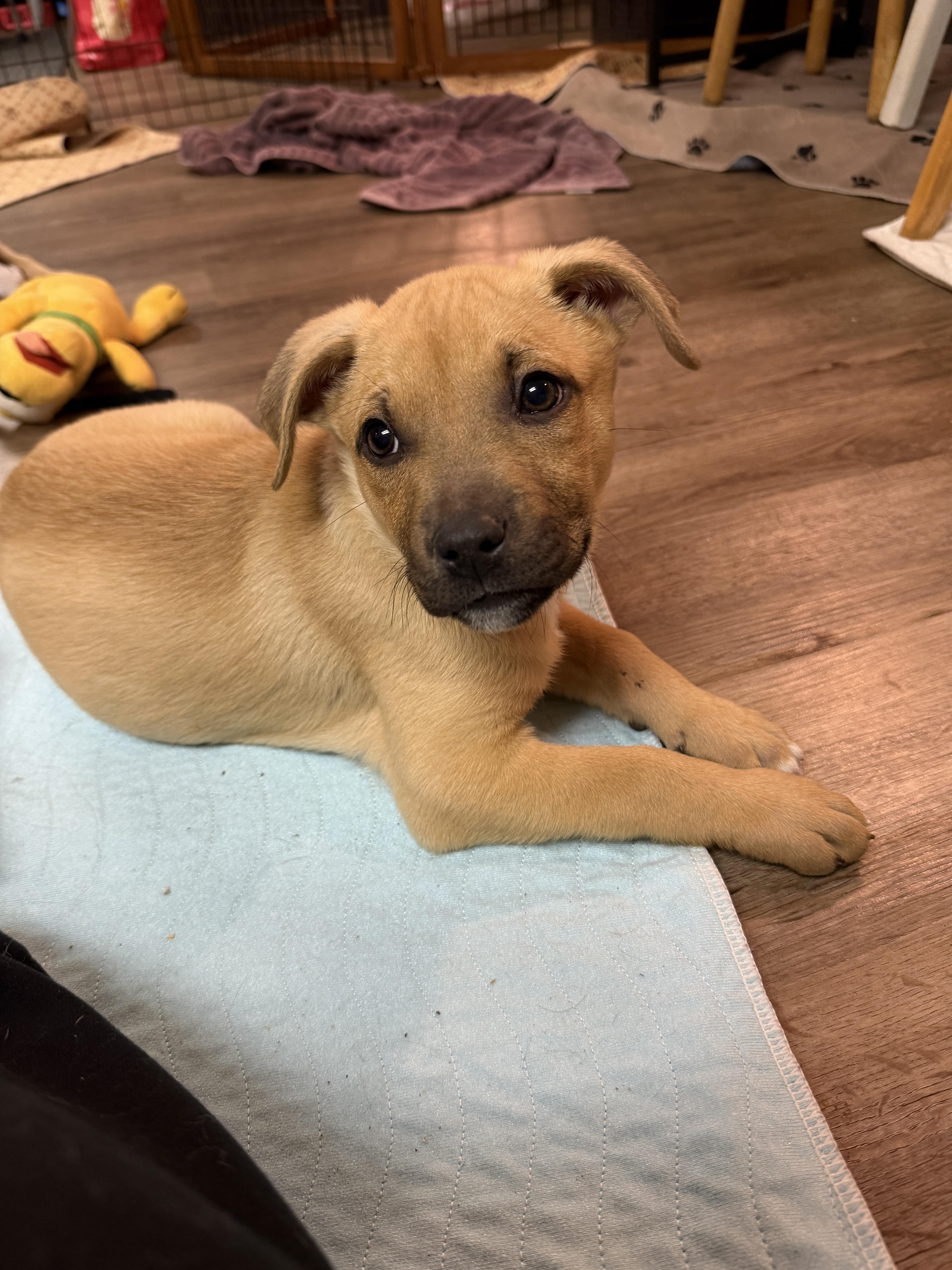 Enlarge Evergreen , a Adoptable mixed breed in Garden City, MI image 4/4