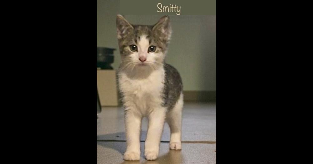 Smitty, Adoptable, Kitten Male Domestic Short Hair.