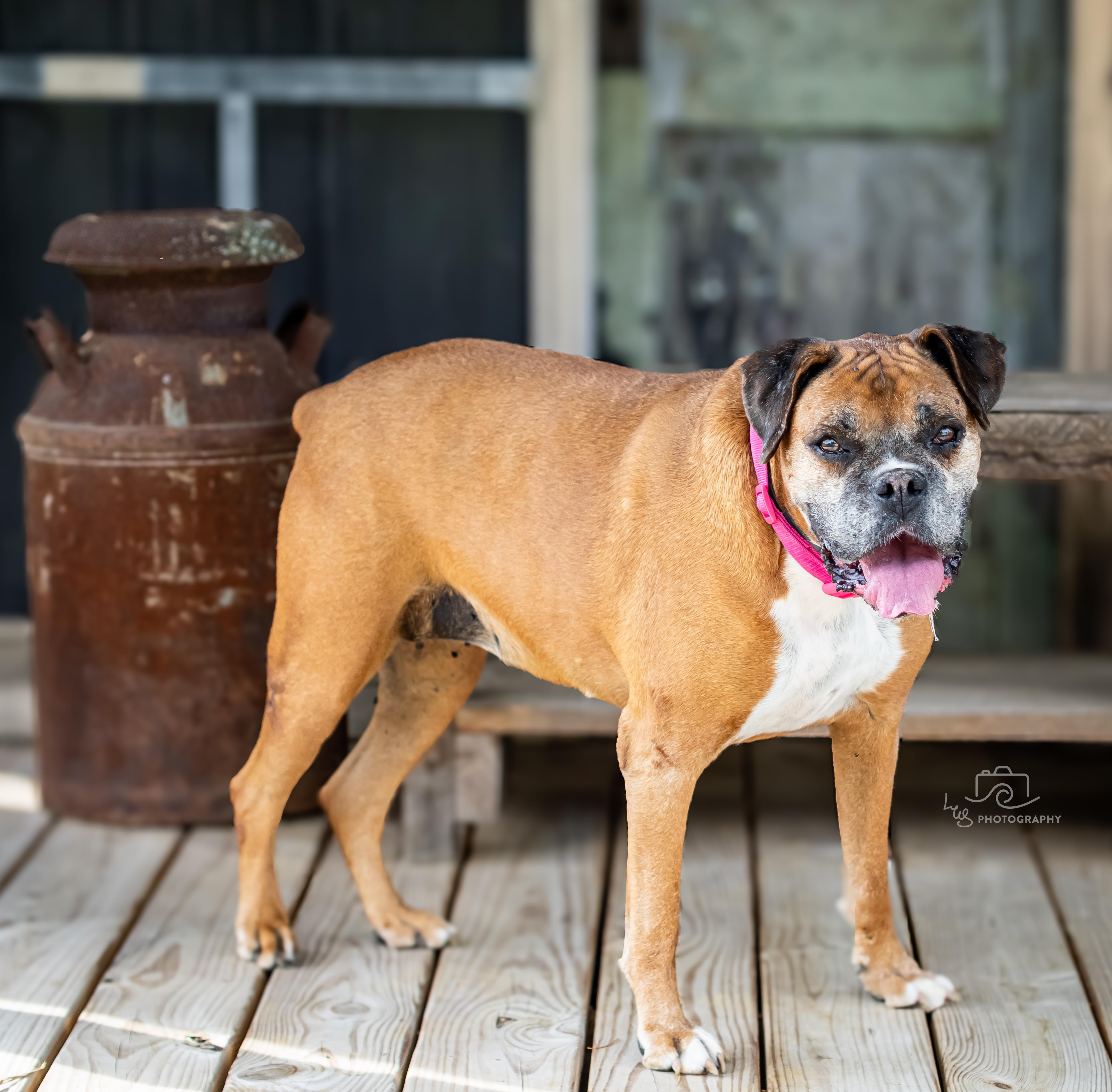 Enlarge Sadie Girl, a Adoptable Boxer in Sherman, CT image 1/1