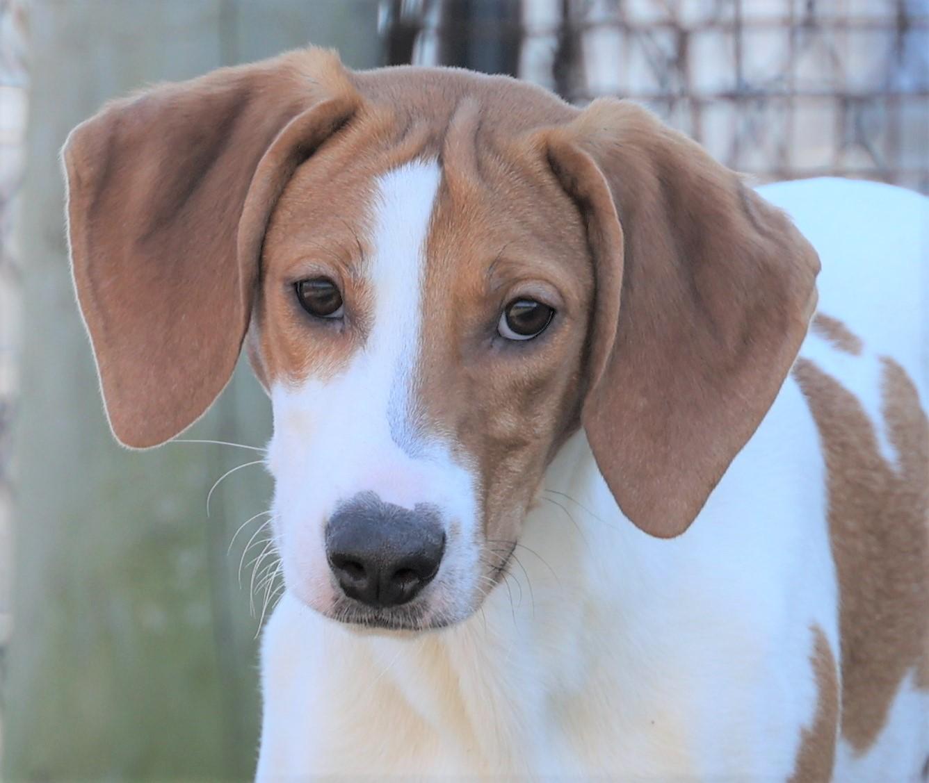 Howard-Available @Petsmart 3/1! www.lhar.dog to apply! , an adoptable mixed breed in Frederick, MD image 1/6