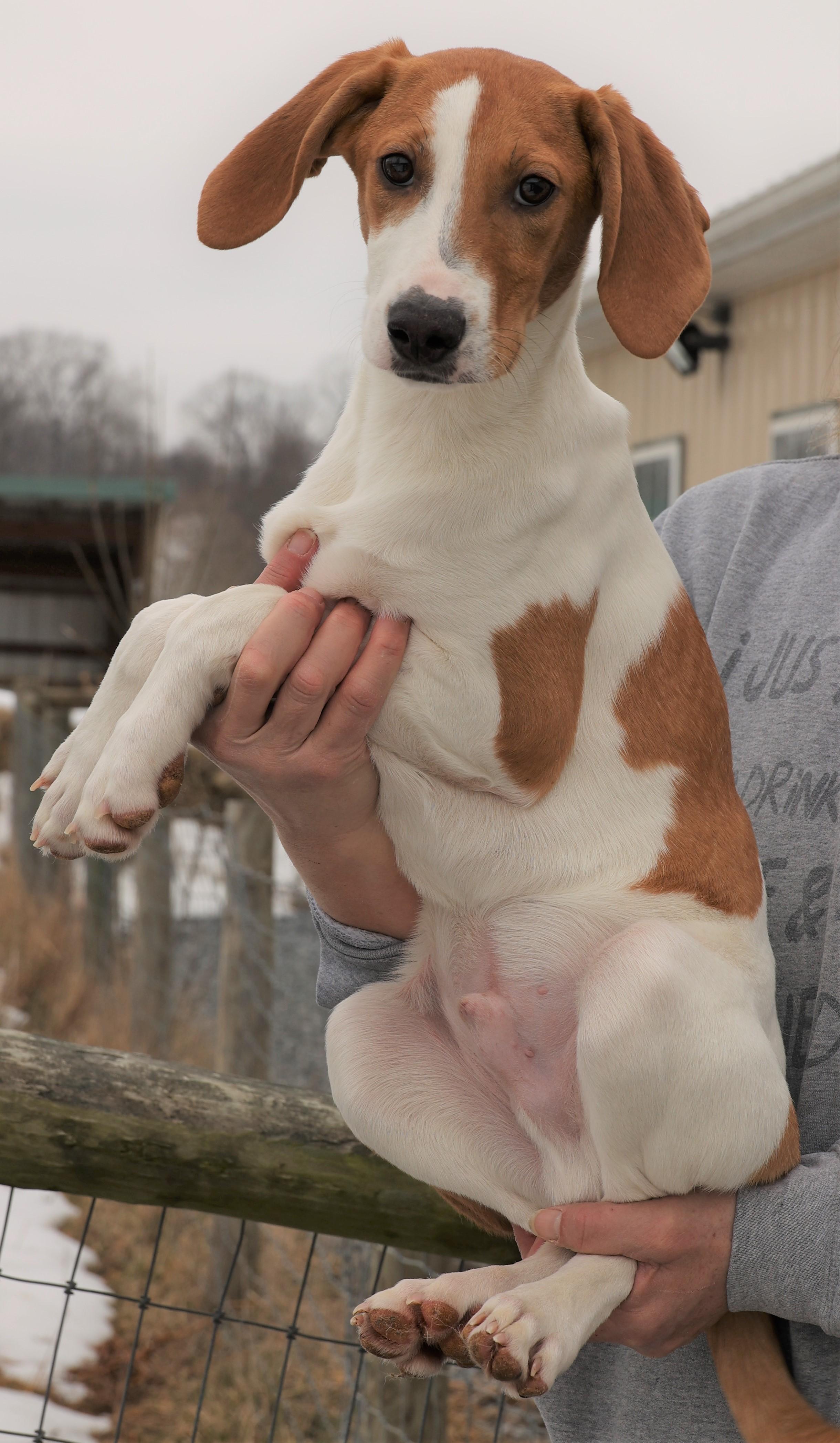 Enlarge Howard-Available! www.lhar.dog to apply! , an adoptable mixed breed in Frederick, MD image 4/5