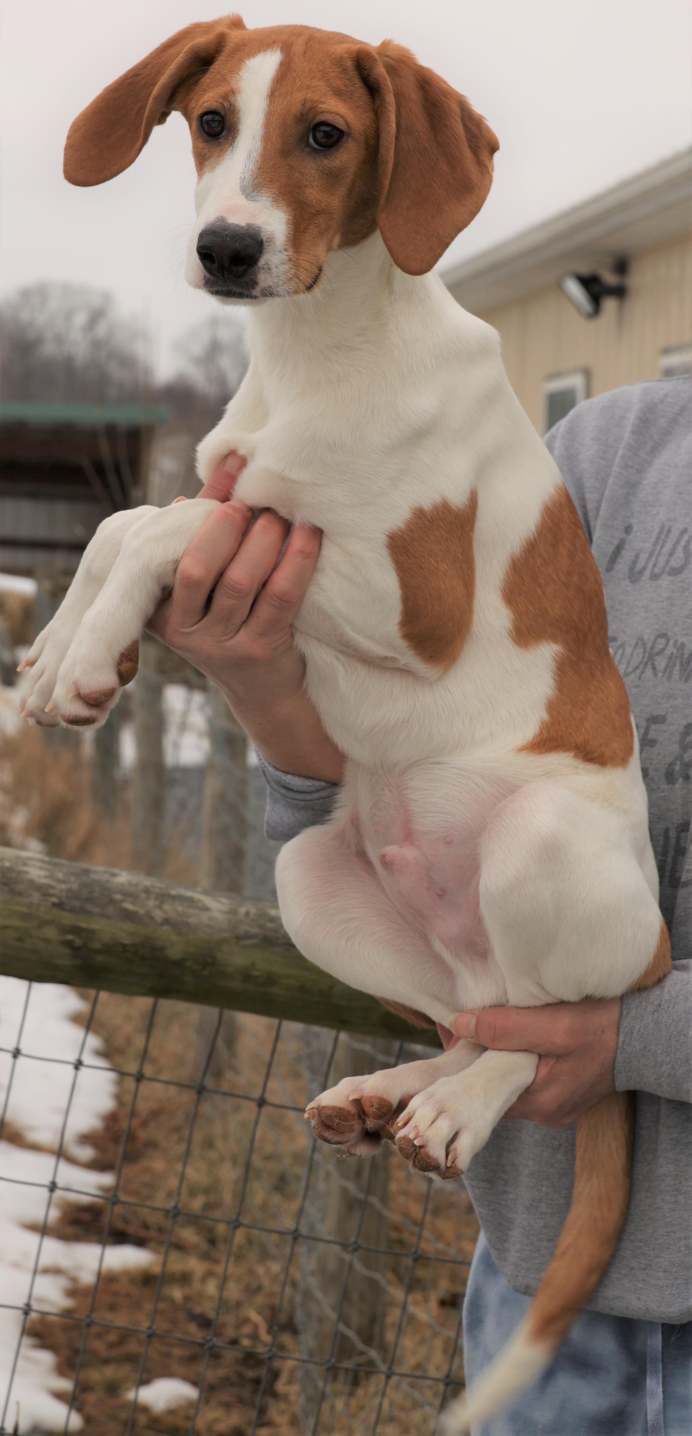 Enlarge Howard-Available! www.lhar.dog to apply! , an adoptable mixed breed in Frederick, MD image 5/5