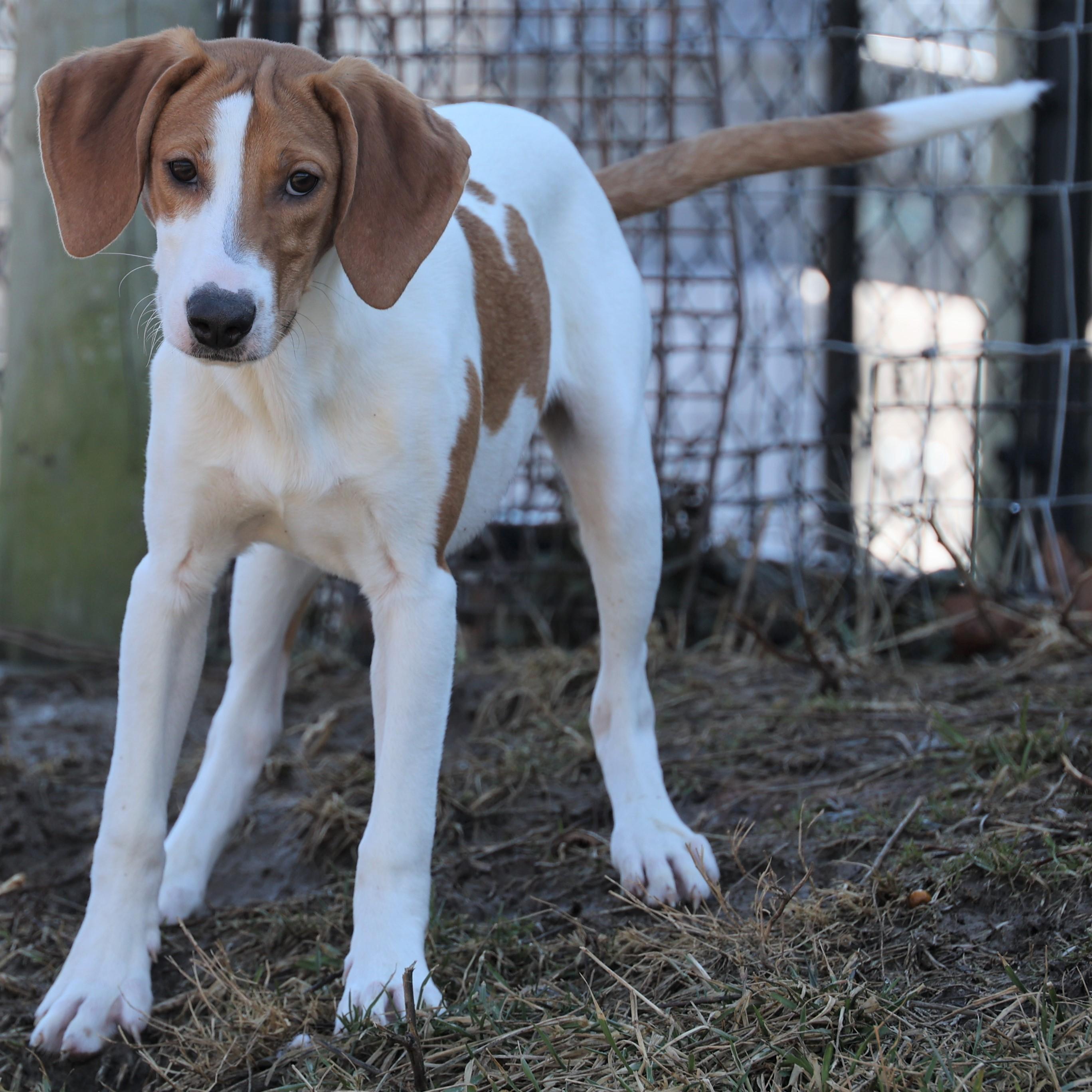 Howard-Available @Petsmart 3/1! www.lhar.dog to apply! , an adoptable mixed breed in Frederick, MD image 2/6