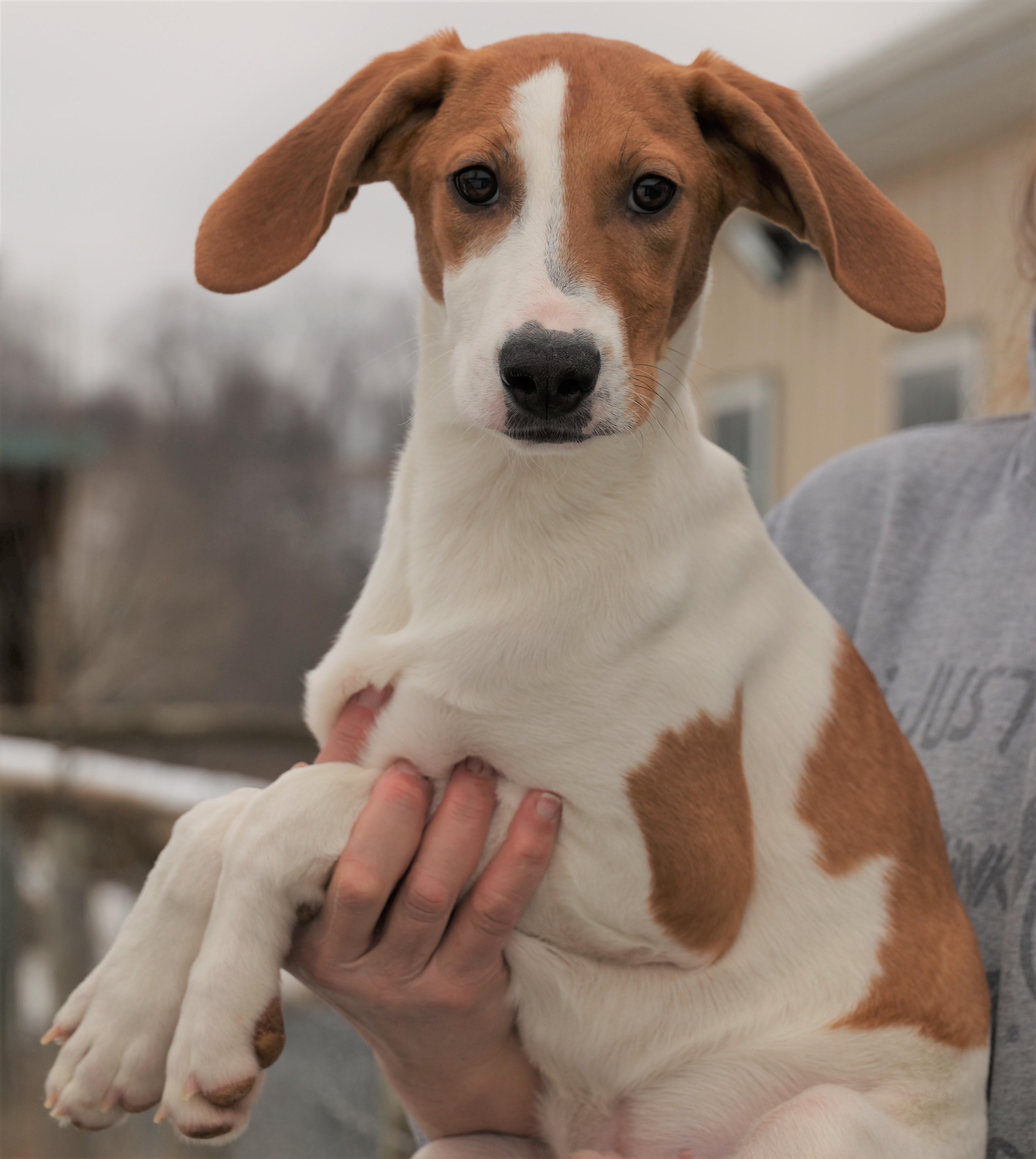 Enlarge Howard-Available! www.lhar.dog to apply! , an adoptable mixed breed in Frederick, MD image 3/5