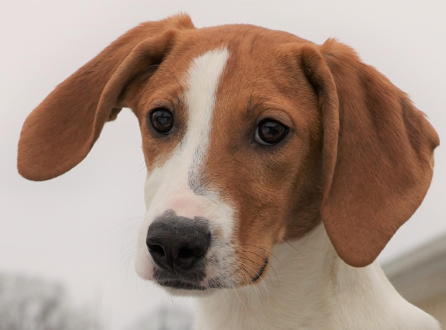 Enlarge Howard-Available! www.lhar.dog to apply! , an adoptable mixed breed in Frederick, MD image 2/5