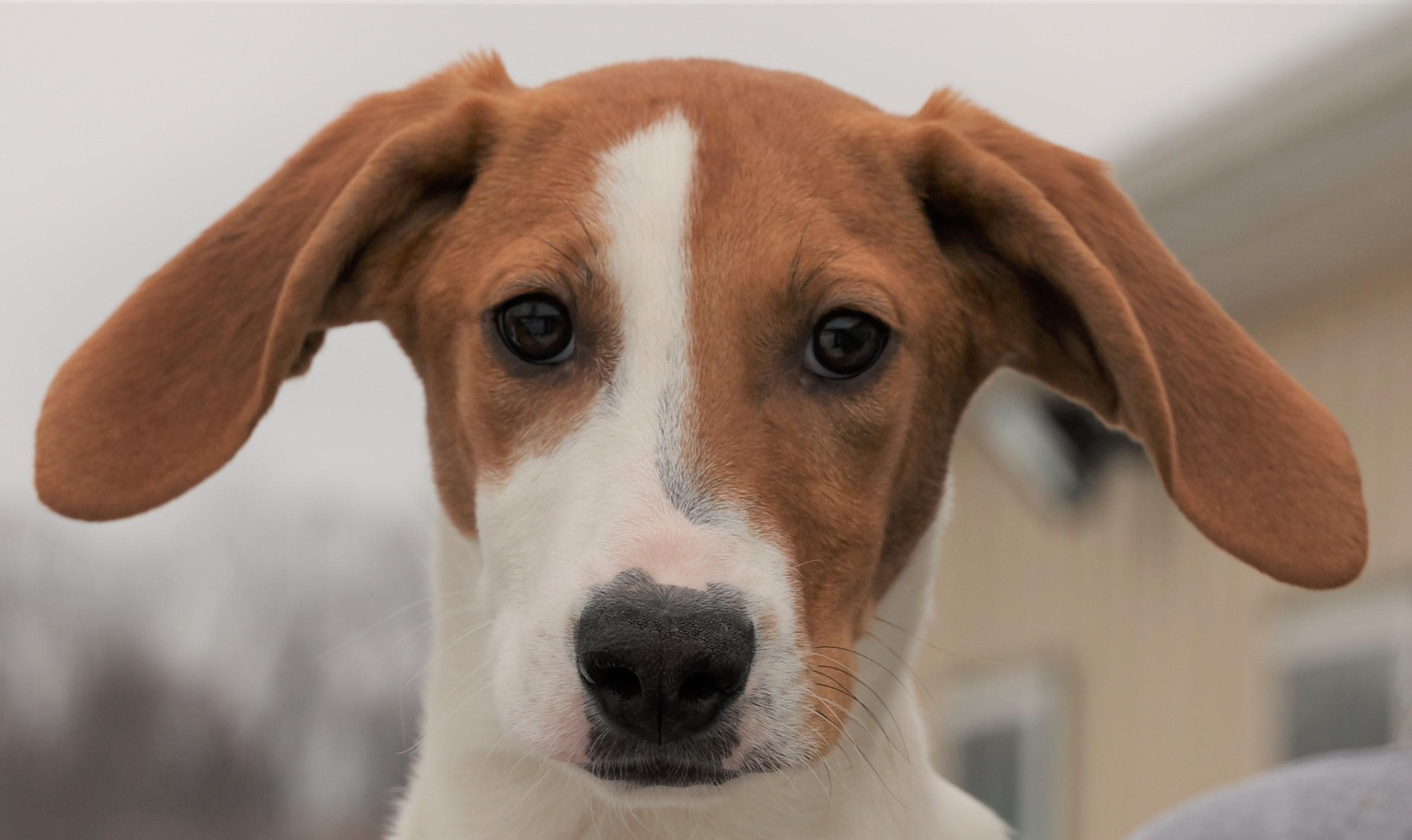 Howard-Available 2/21@Petsmart! www.lhar.dog to apply! , adoptable, Puppy Male Hound.