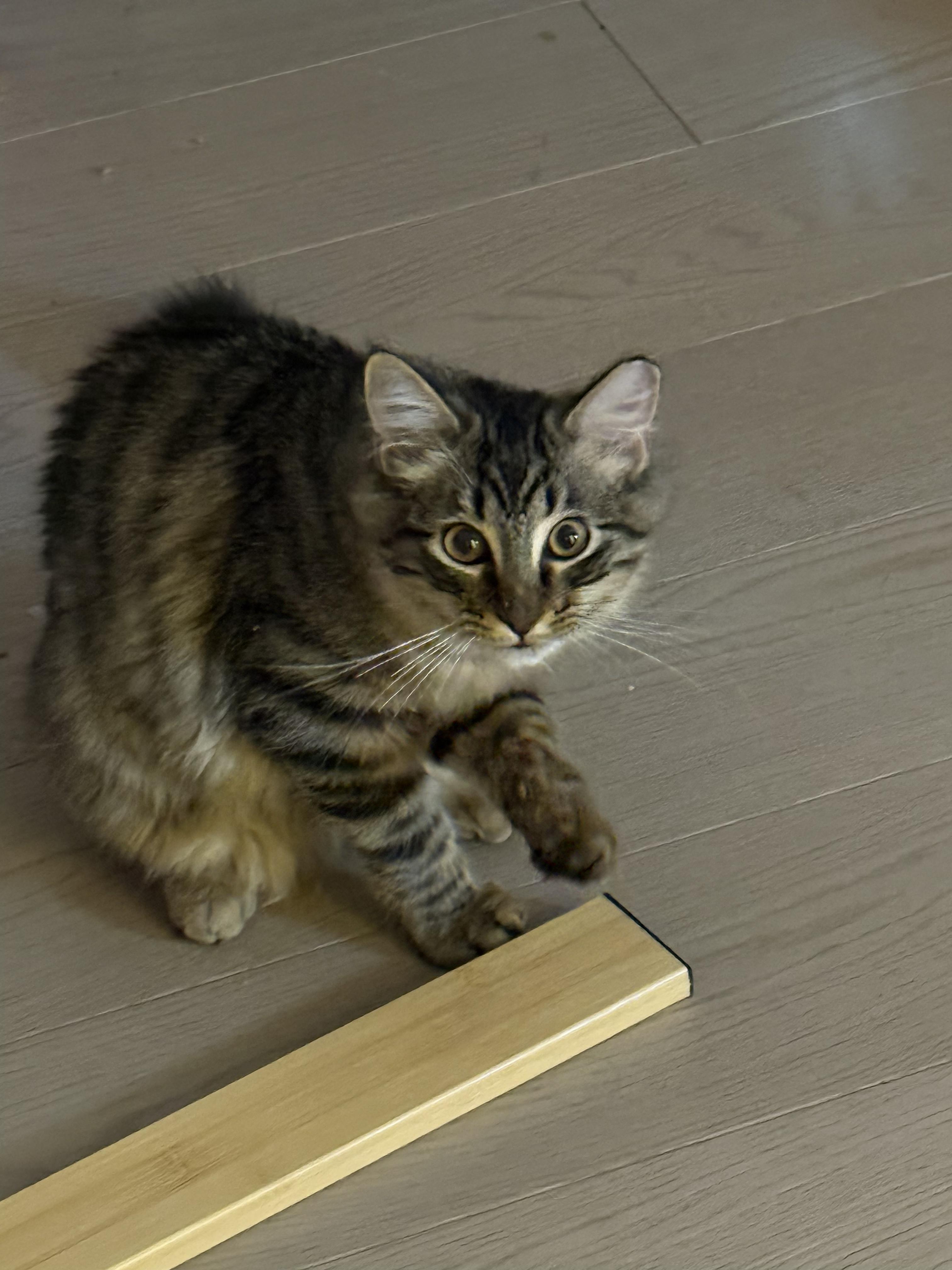 Enlarge Shaggy, a ADOPTABLE Domestic Medium Hair in Mount Pleasant, SC image 1/1