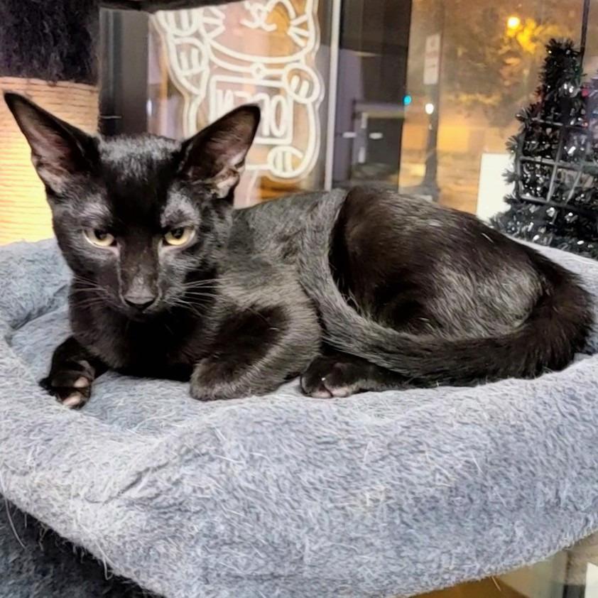 Finan, Adoptable, Kitten Male Domestic Short Hair.