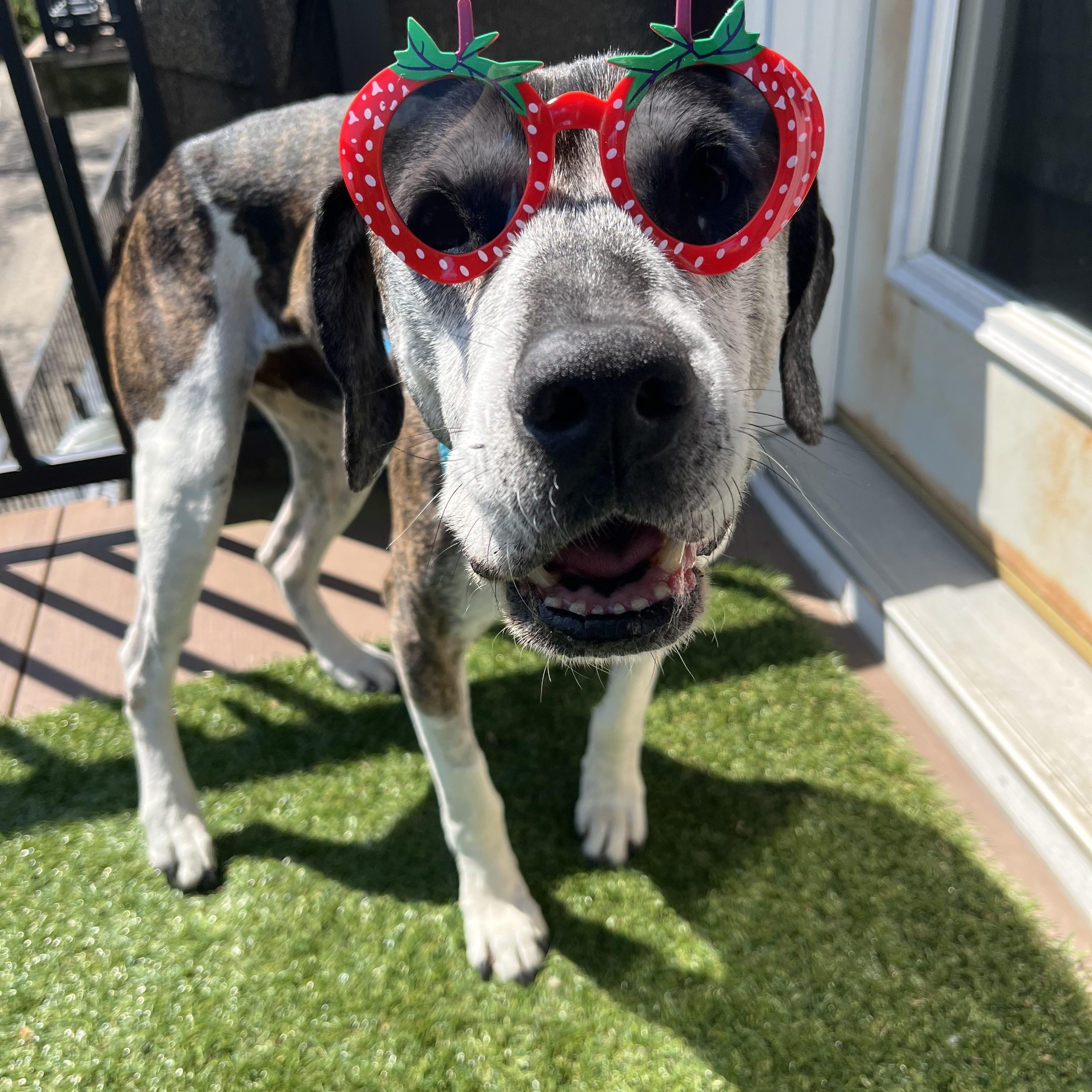 Norman, ADOPTABLE, Senior Male Hound & Shepherd.