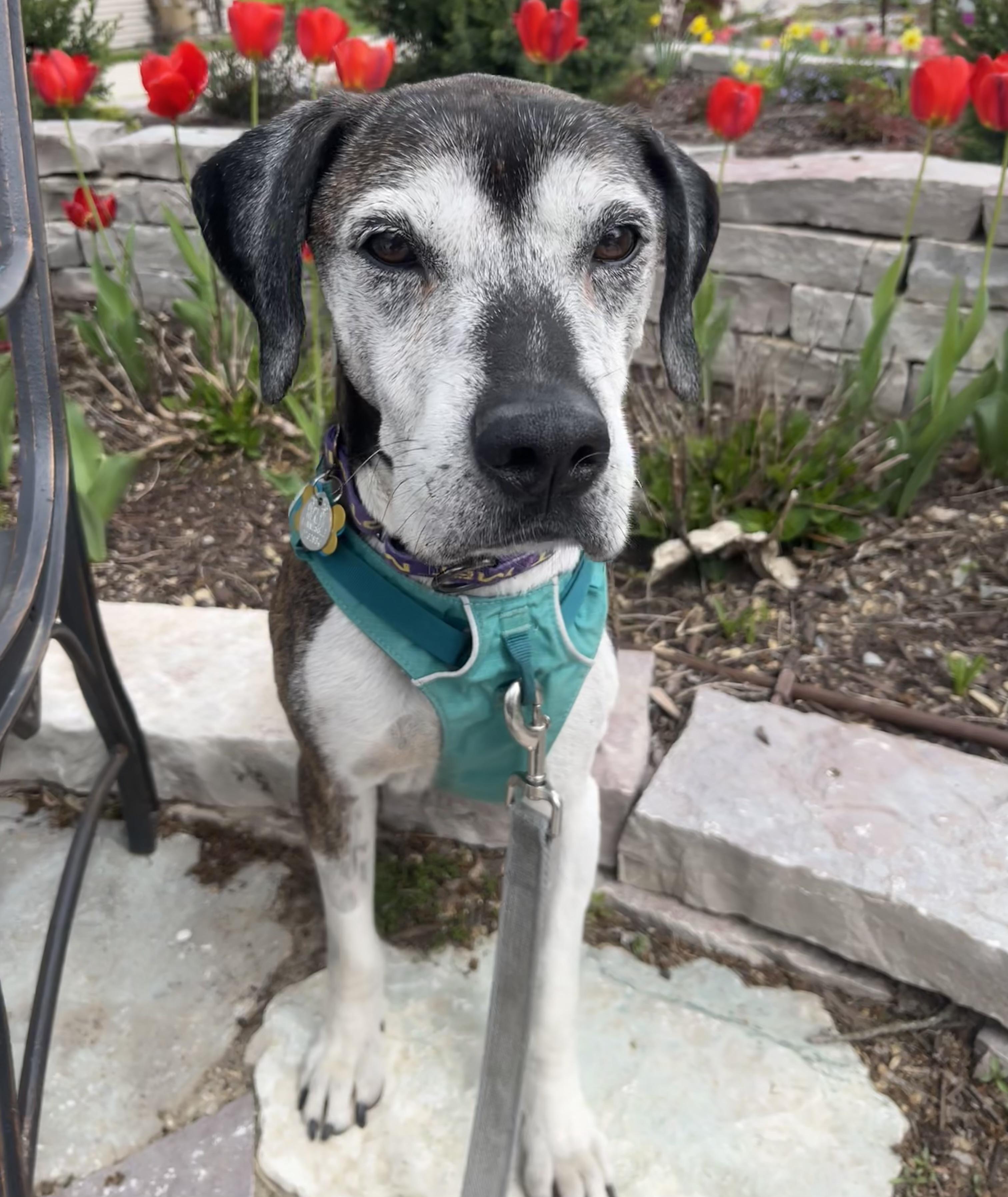 Enlarge Norman, a ADOPTABLE mixed breed in Whitewater, WI image 2/6