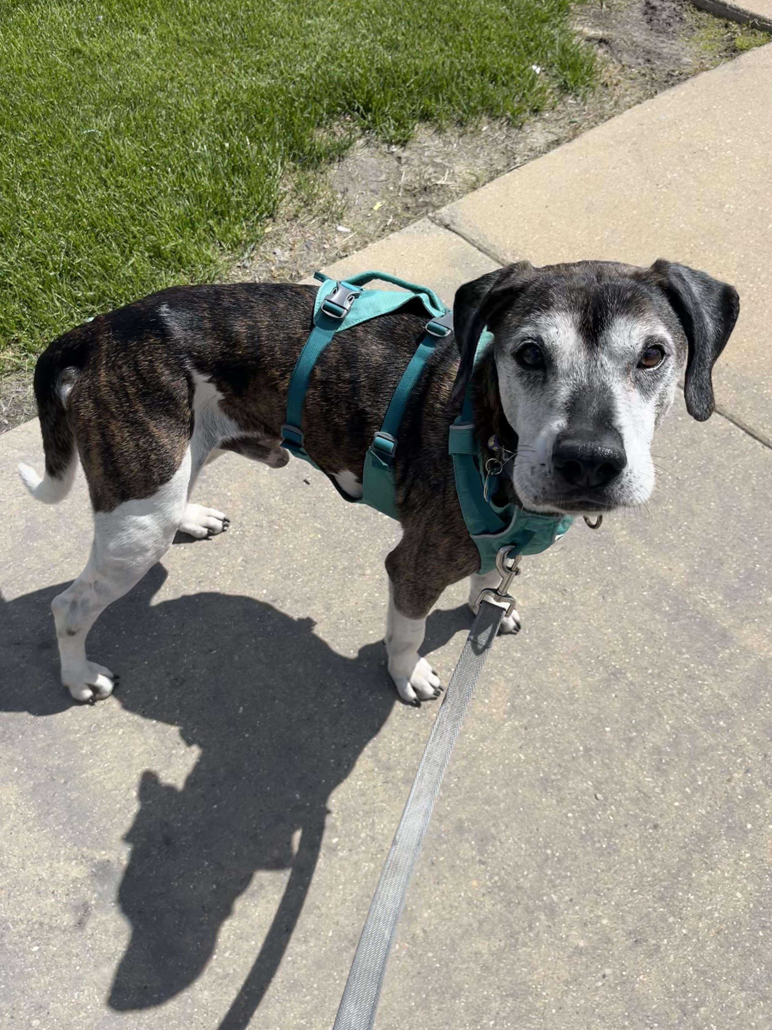 Enlarge Norman, a ADOPTABLE mixed breed in Whitewater, WI image 4/6