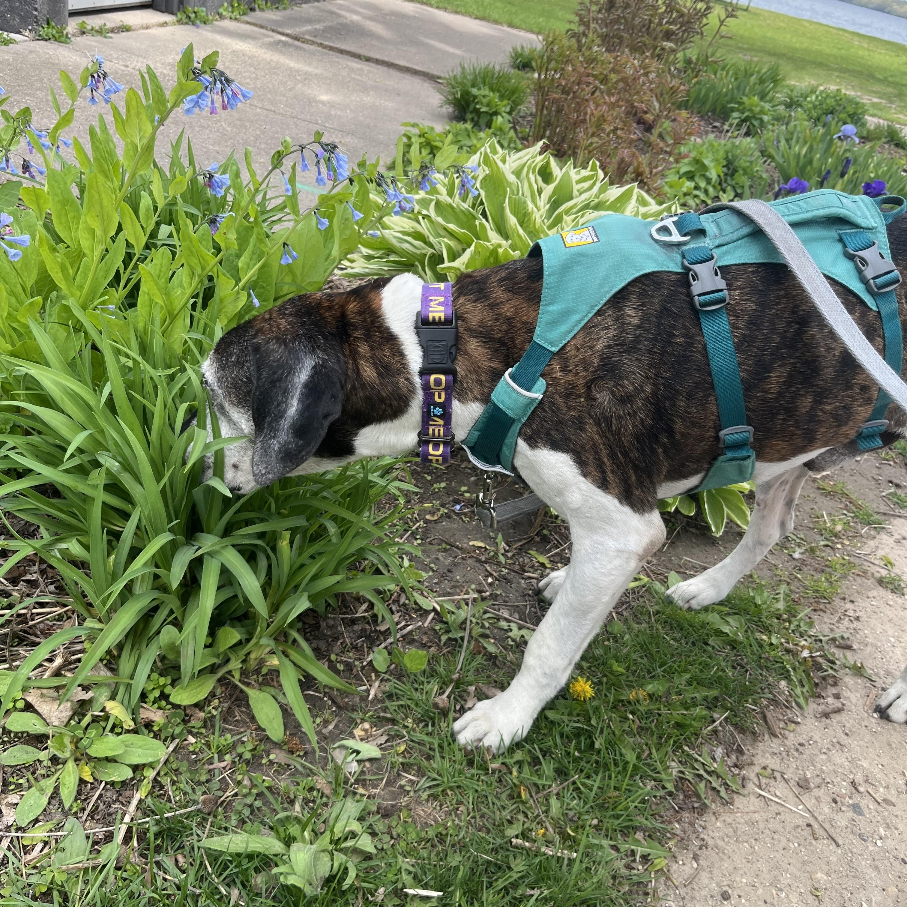 Enlarge Norman, a ADOPTABLE mixed breed in Whitewater, WI image 3/6