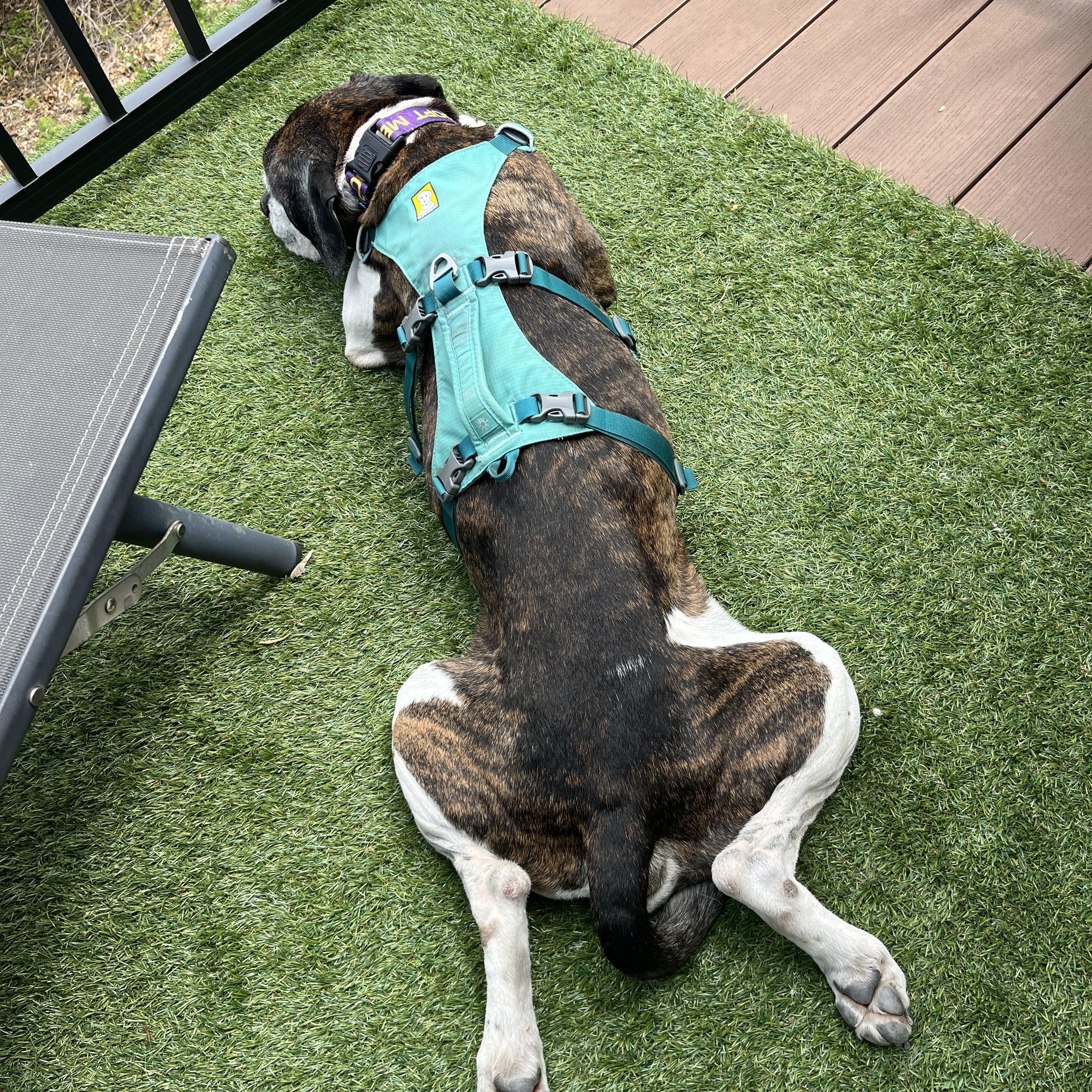 Enlarge Norman, a ADOPTABLE mixed breed in Whitewater, WI image 6/6