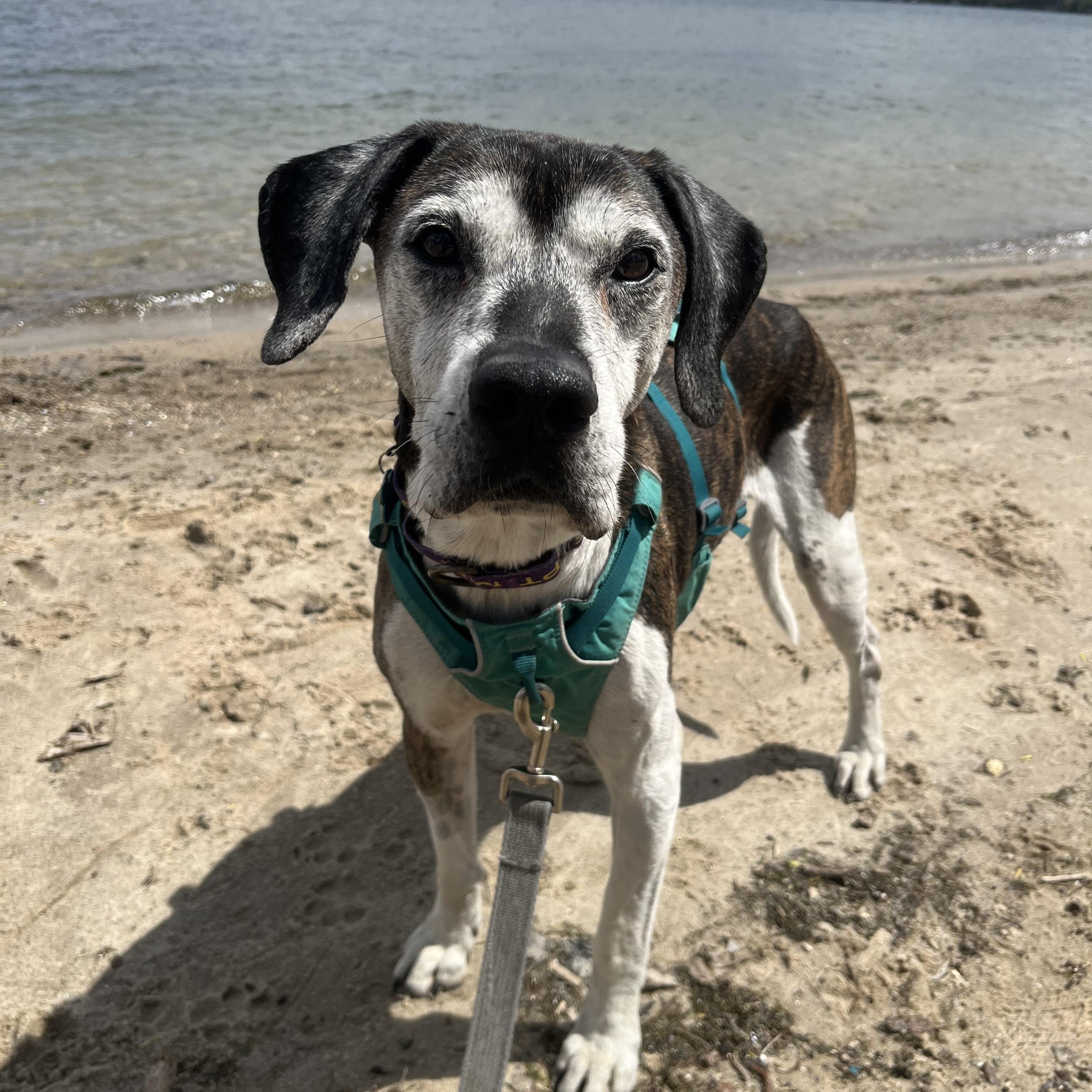 Enlarge Norman, a ADOPTABLE mixed breed in Whitewater, WI image 5/6