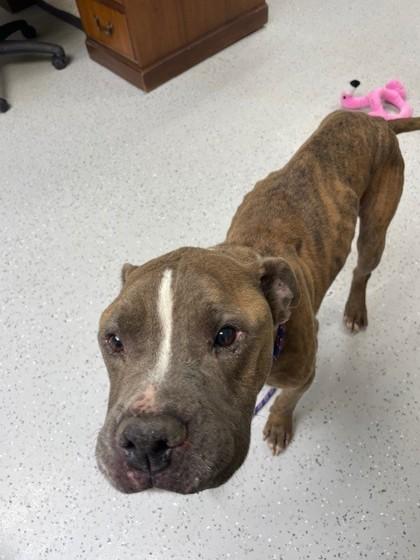 Noble, Adoptable, Senior Male Boxer & Pit Bull Terrier.