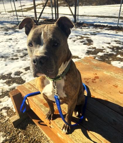 Enlarge Noble, a Adoptable mixed breed in Batavia, OH image 4/5