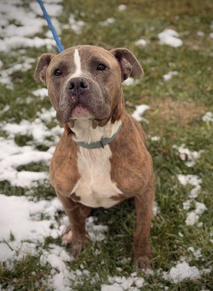 Enlarge Noble, a Adoptable mixed breed in Batavia, OH image 5/5