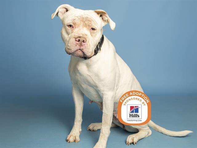 Enlarge MAXINE, a Adoptable Pit Bull Terrier in Phoenix, AZ image 1/1