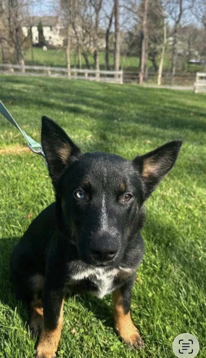 Scamp, ADOPTABLE, Puppy Female Australian Cattle Dog / Blue Heeler & Husky.