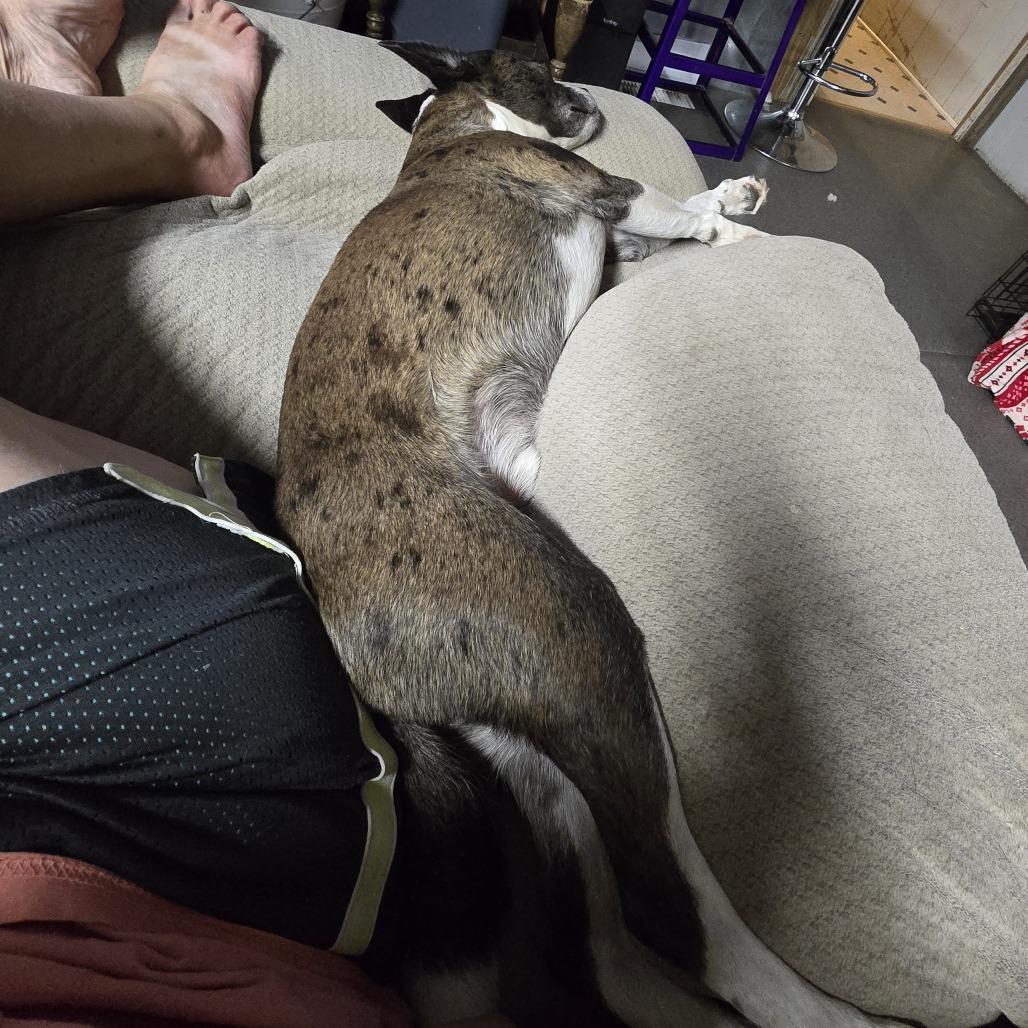 Enlarge Spazz, a Adoptable mixed breed in West Richland, WA image 1/6