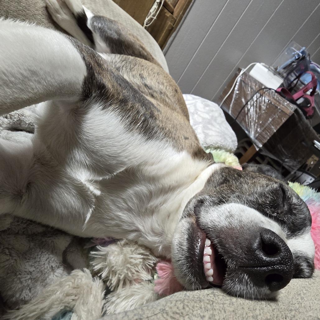 Enlarge Spazz, a Adoptable mixed breed in West Richland, WA image 2/6