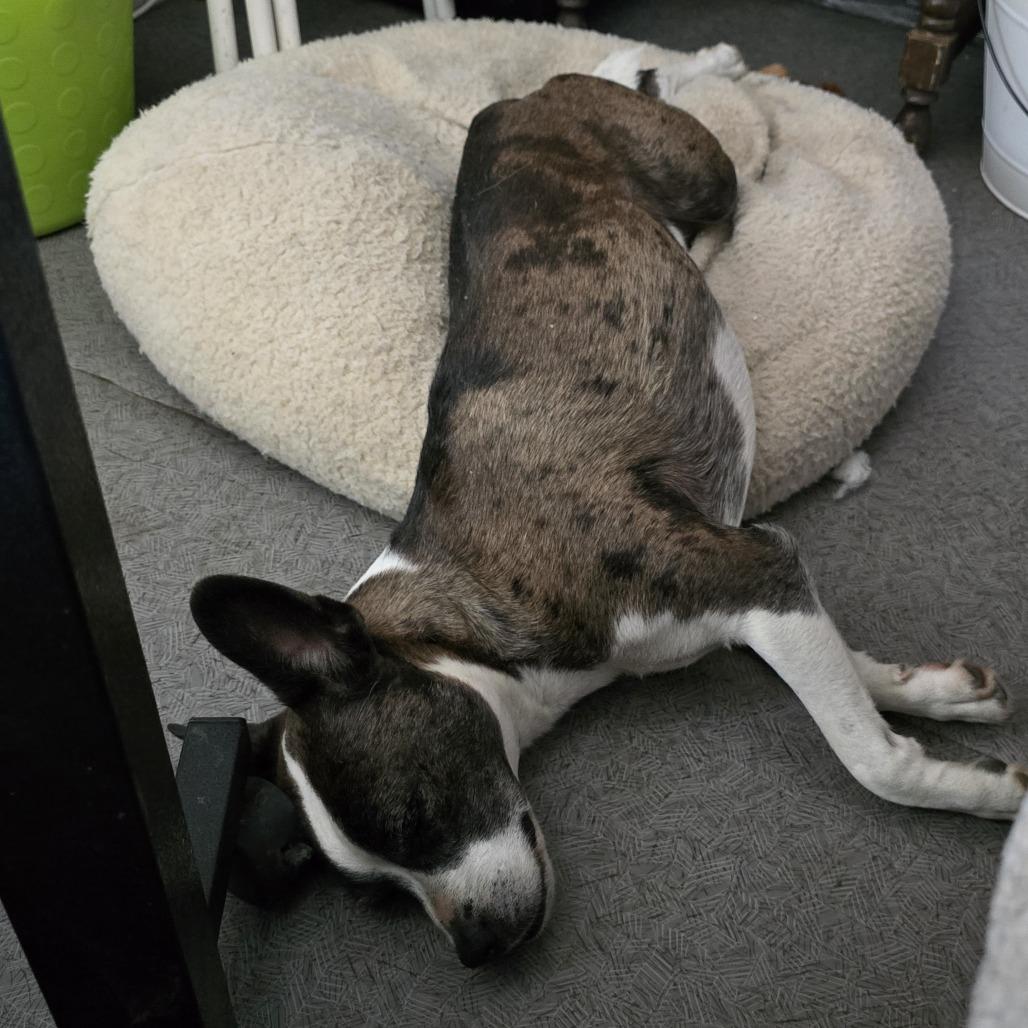 Enlarge Spazz, a Adoptable mixed breed in West Richland, WA image 4/6