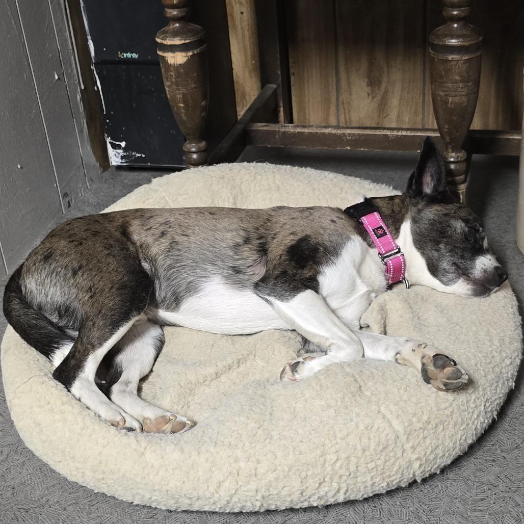 Enlarge Spazz, a Adoptable mixed breed in West Richland, WA image 5/6