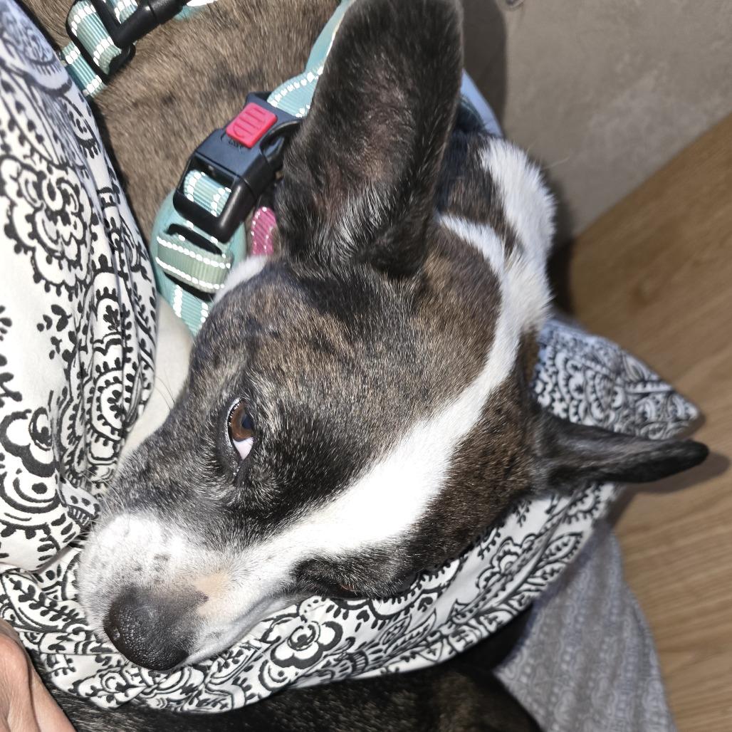 Enlarge Spazz, a Adoptable mixed breed in West Richland, WA image 6/6